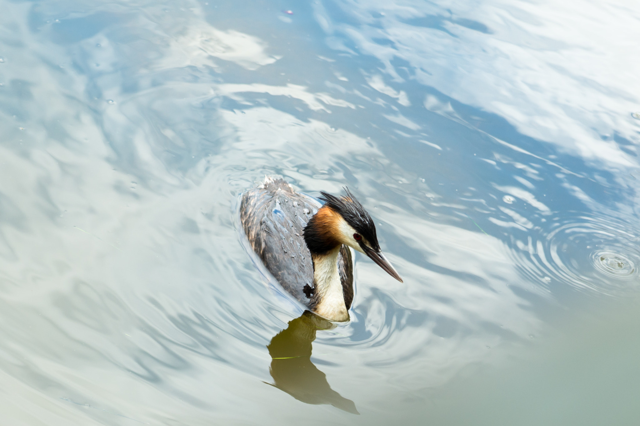 Pentax K-5 II + Tamron AF 28-75mm F2.8 XR Di LD Aspherical (IF) sample photo. Great crested grebe photography