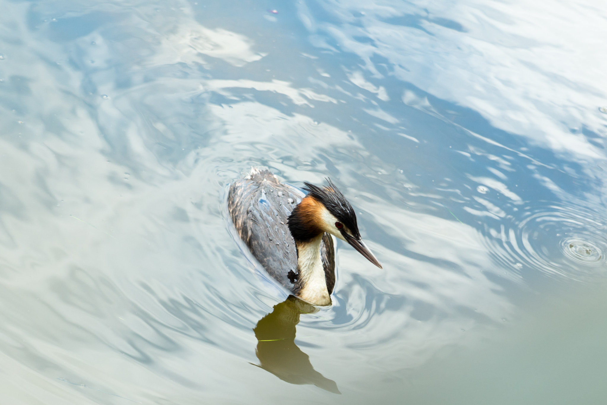 Tamron AF 28-75mm F2.8 XR Di LD Aspherical (IF) sample photo. Great crested grebe photography