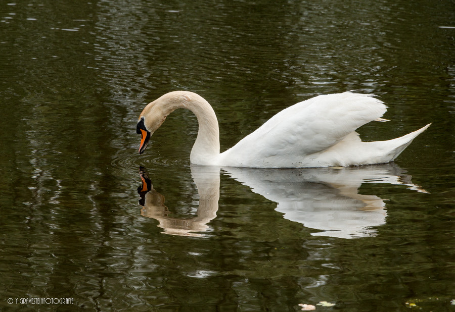 Canon EF-S 18-135mm F3.5-5.6 IS STM sample photo. 0748 swan photography