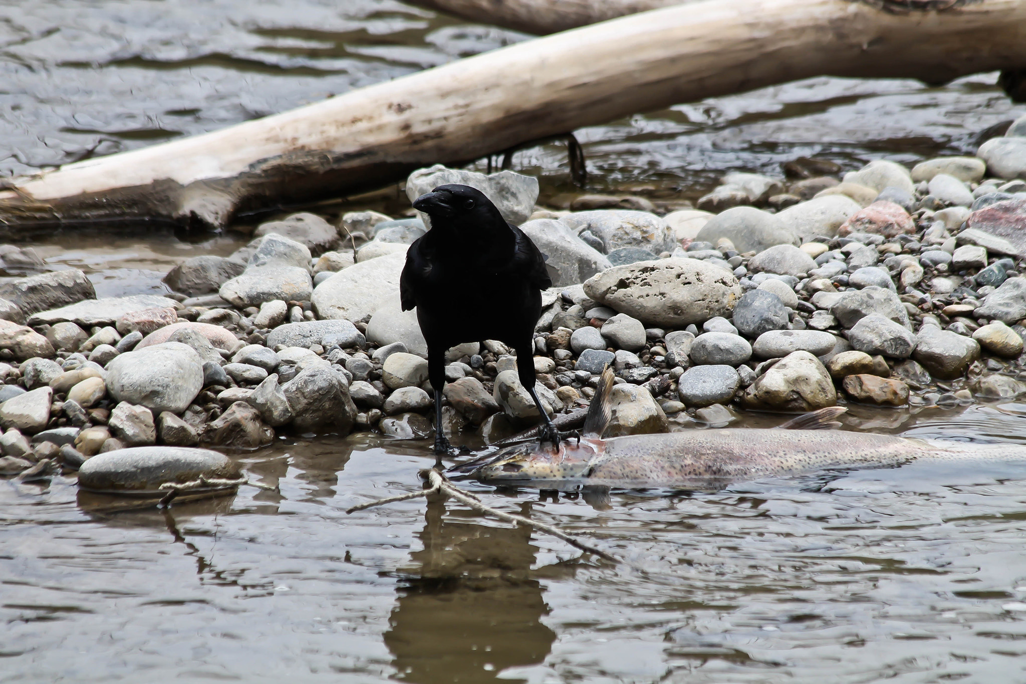 Canon EF 70-300mm F4-5.6 IS USM sample photo. American crow photography