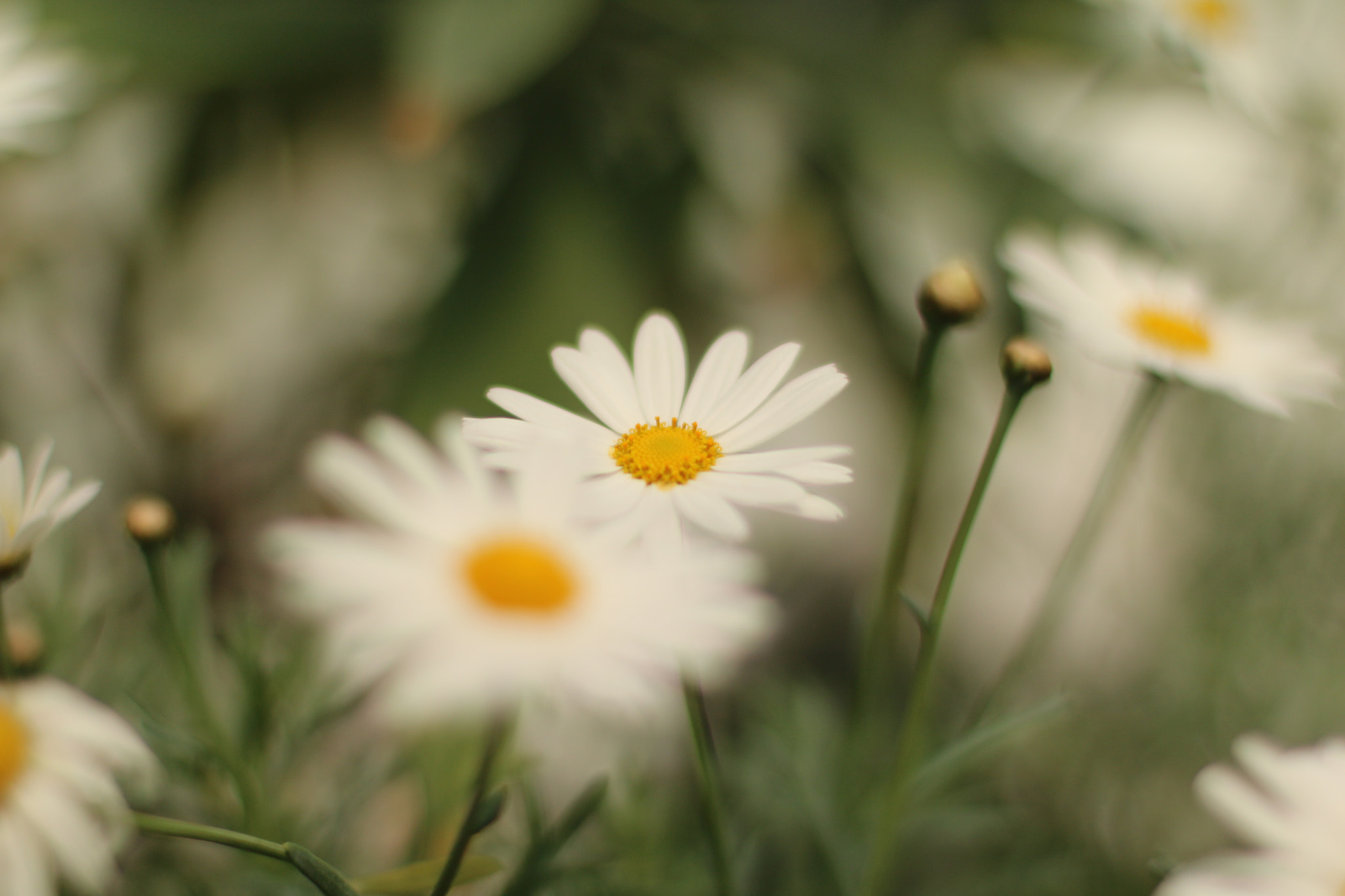 Canon EOS 750D (EOS Rebel T6i / EOS Kiss X8i) + Canon EF 50mm F1.4 USM sample photo. Daisy daisy photography