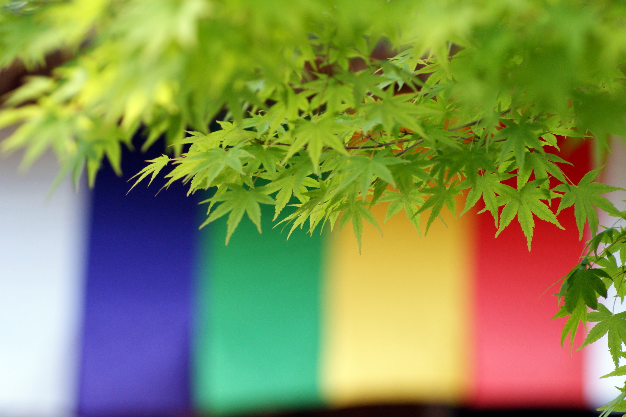 Sony 75-300mm F4.5-5.6 sample photo. Colorful spring photography