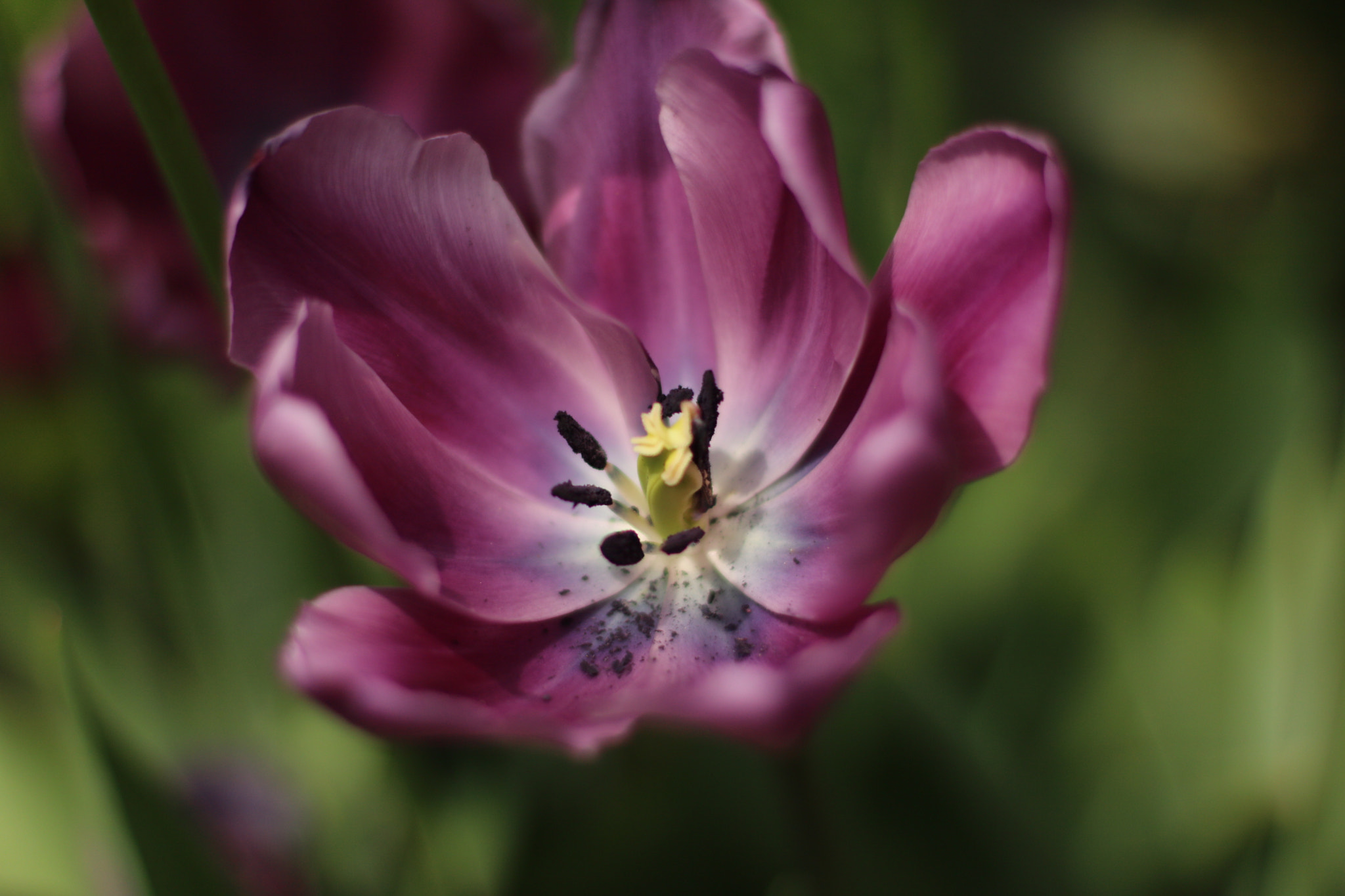 Canon EOS 750D (EOS Rebel T6i / EOS Kiss X8i) + Canon EF 50mm F1.4 USM sample photo. In full bloom photography