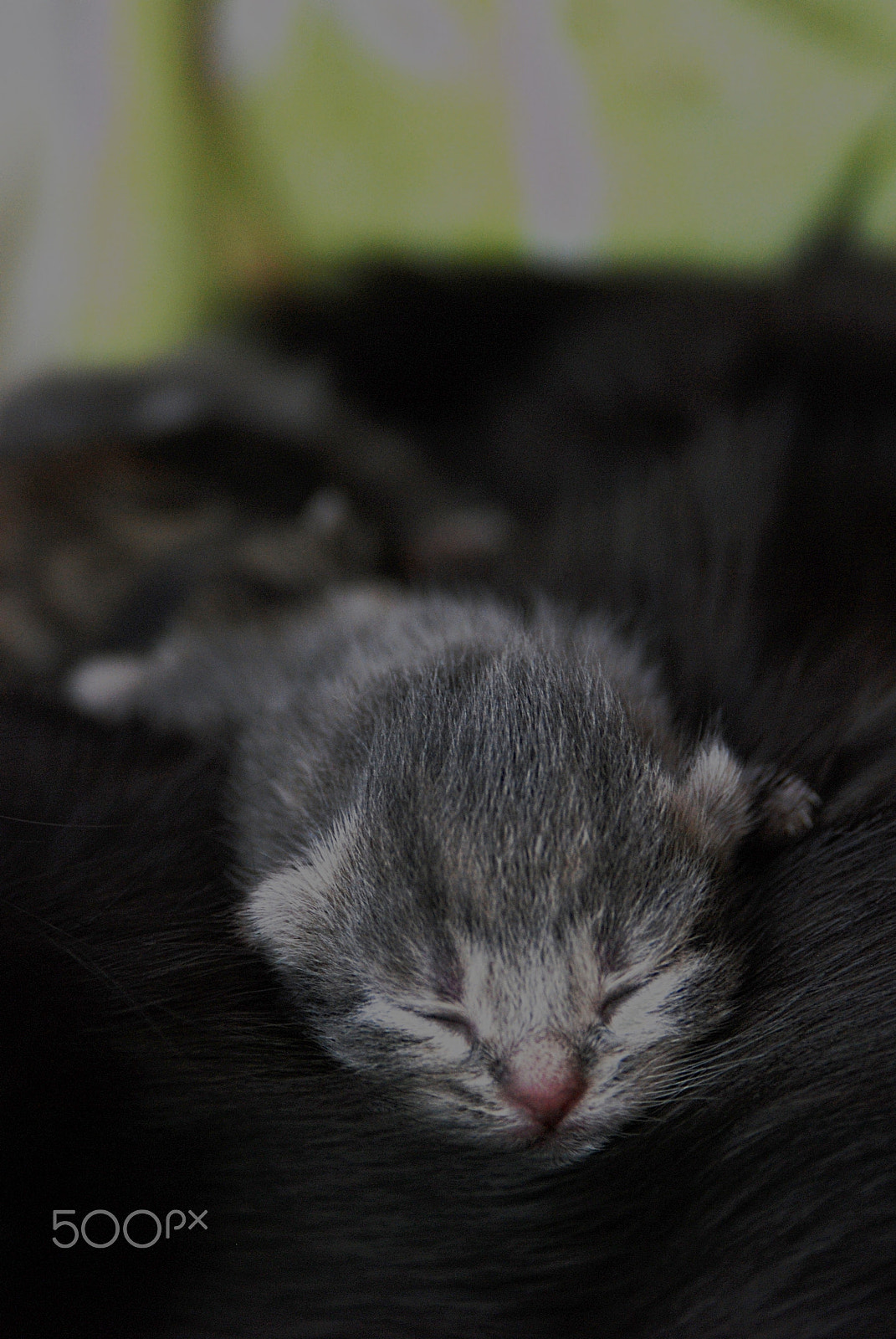 AF Zoom-Nikkor 28-105mm f/3.5-4.5D IF sample photo. Sleeping beauty photography