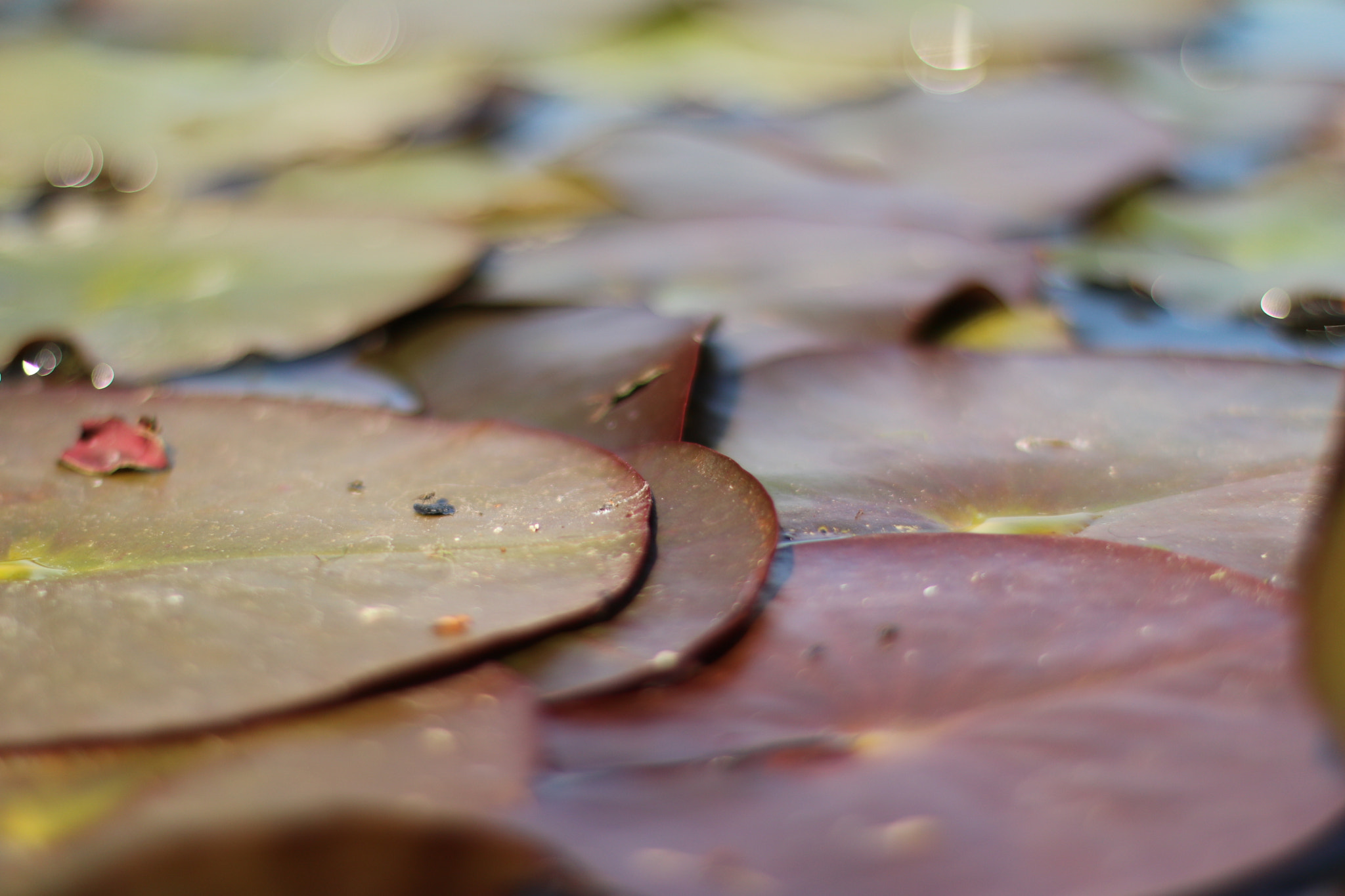 Canon EOS 750D (EOS Rebel T6i / EOS Kiss X8i) + Canon EF 50mm F1.4 USM sample photo. Lily's pad photography