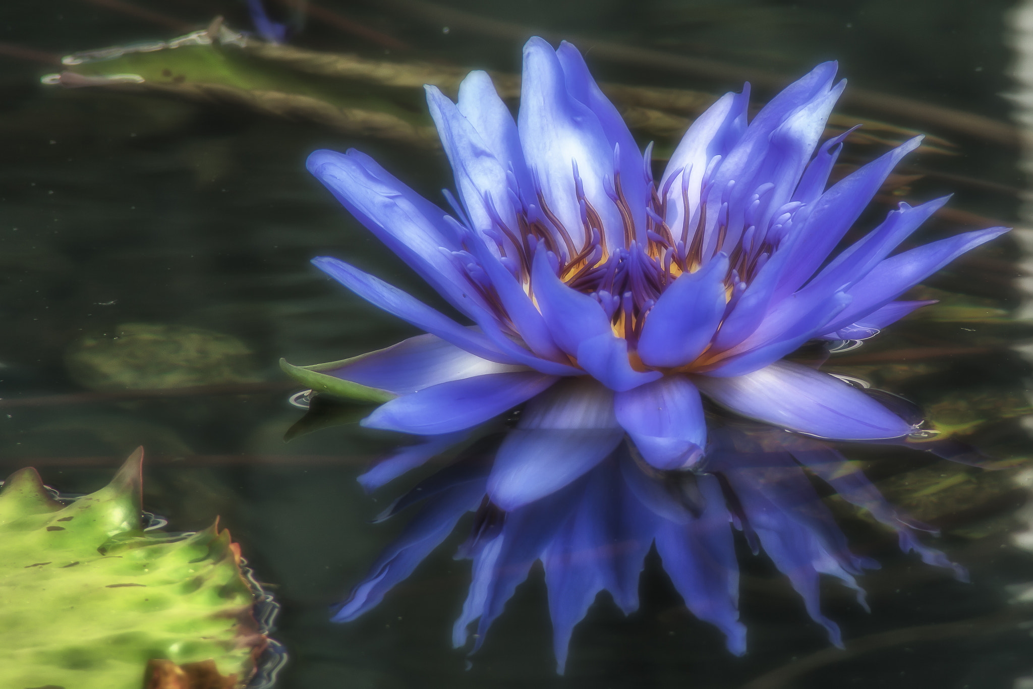Sony ILCA-77M2 + Tamron SP 24-70mm F2.8 Di VC USD sample photo. Blue water lily, minnesota photography