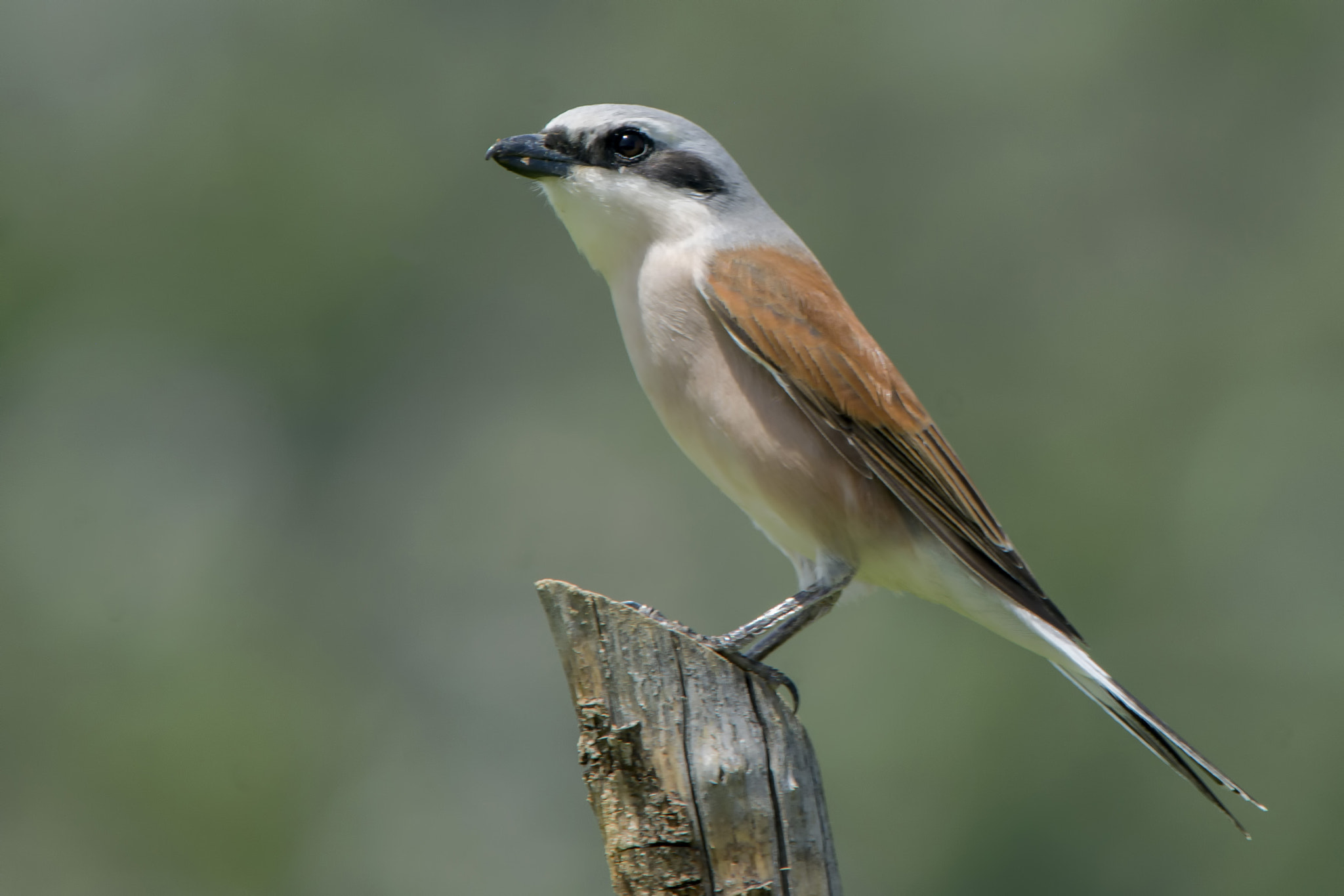 Nikon Nikkor AF-S 300mm F4E PF ED VR sample photo. Red-backed shrike (kızılsırtlı Örğmcekkuşu) 2016 osmaniye turkey photography