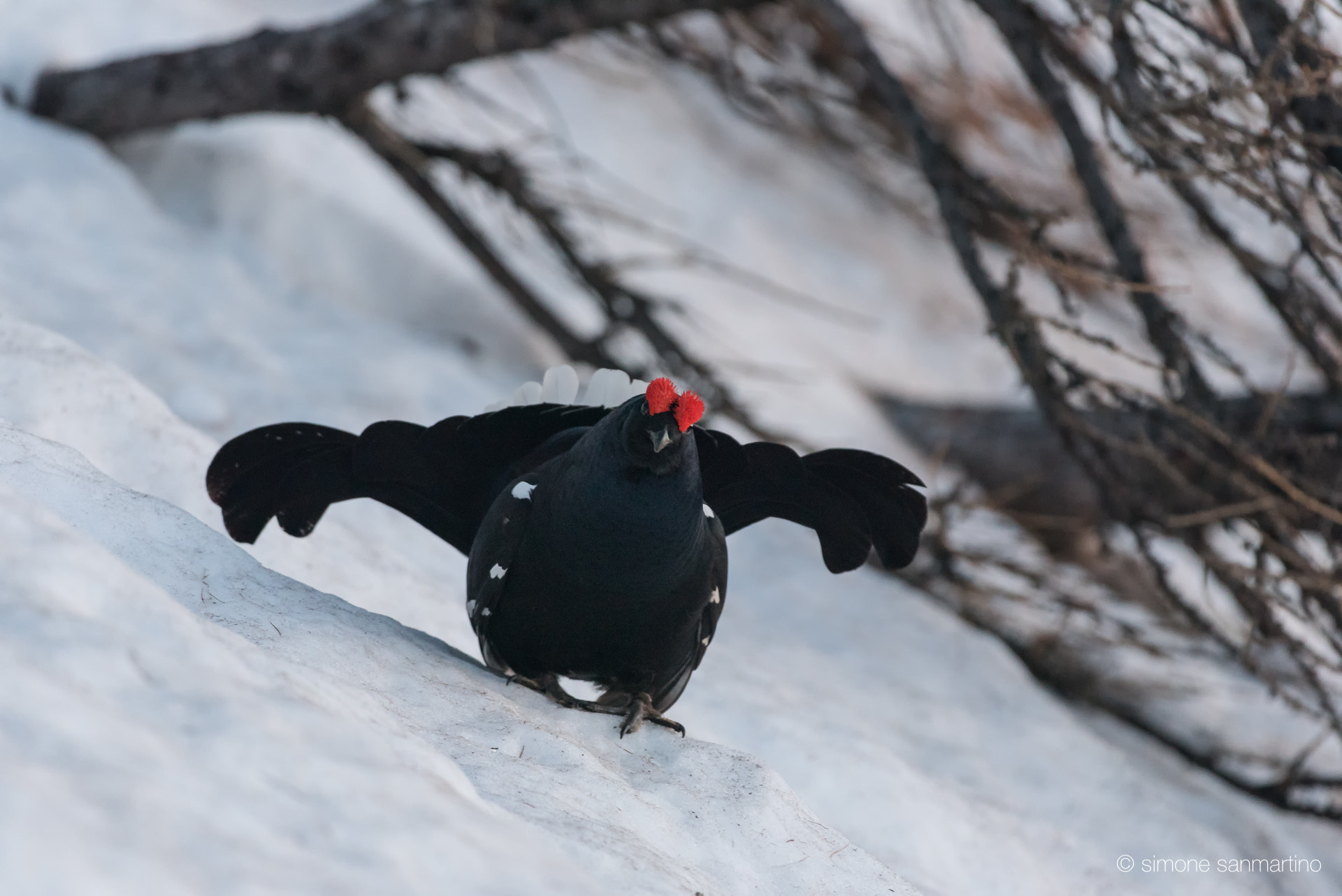 Nikon D750 + Sigma 500mm F4.5 EX DG HSM sample photo. Black grouse - gallo forcello photography