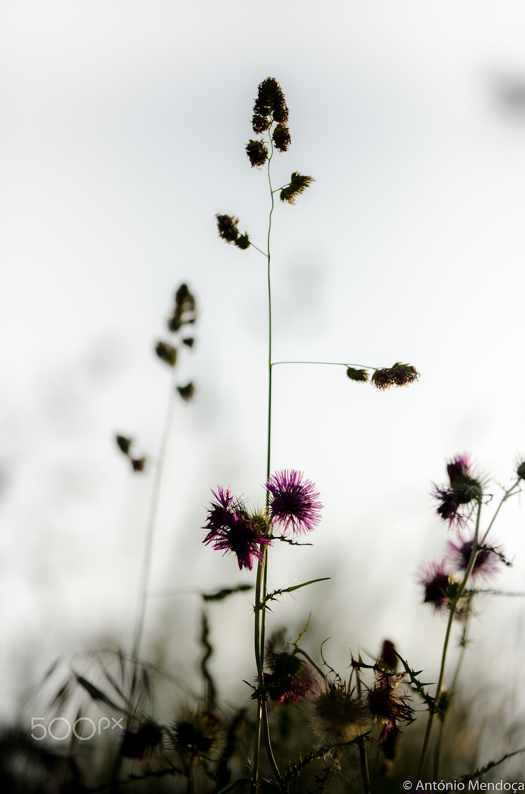 Nikon D7000 + Sigma 50-100mm F1.8 DC HSM Art sample photo. Spring time photography