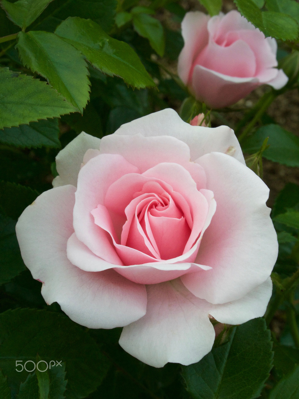 Nikon 1 J2 sample photo. Pale pink nakanoshima rose photography