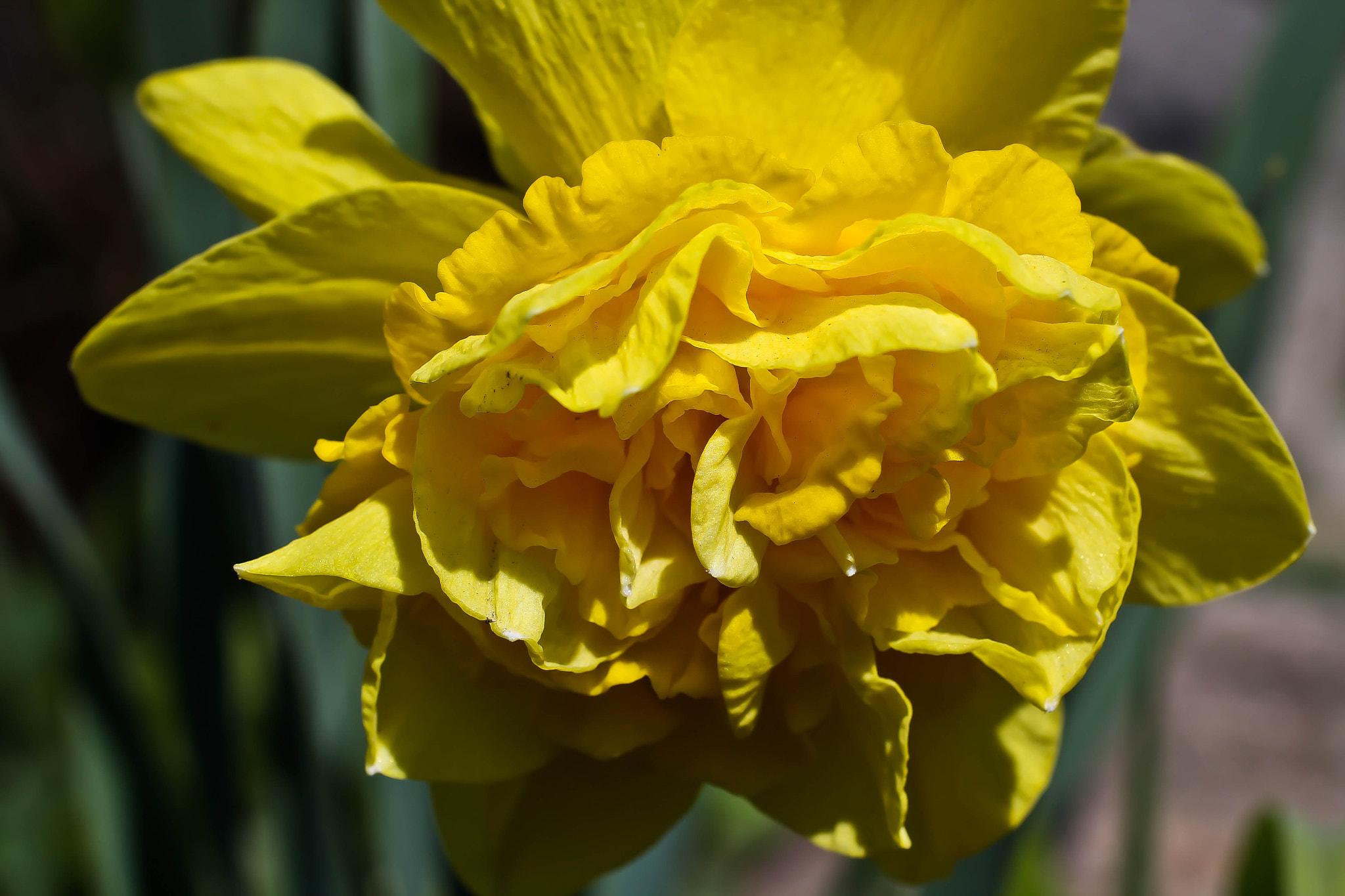 Canon EF 50mm F2.5 Macro sample photo. Flower photography