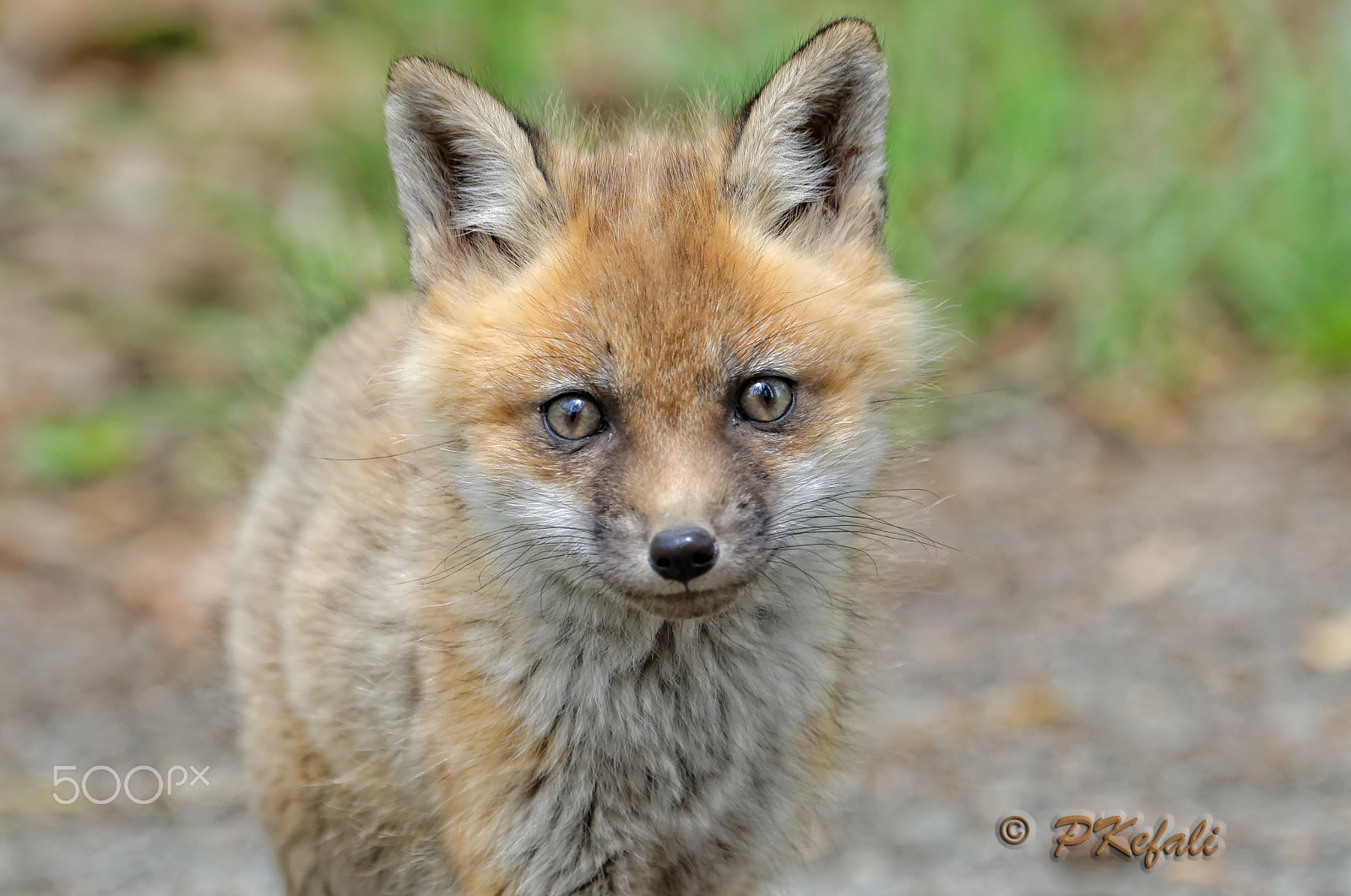 Nikon D600 sample photo. Baby fox - up close photography