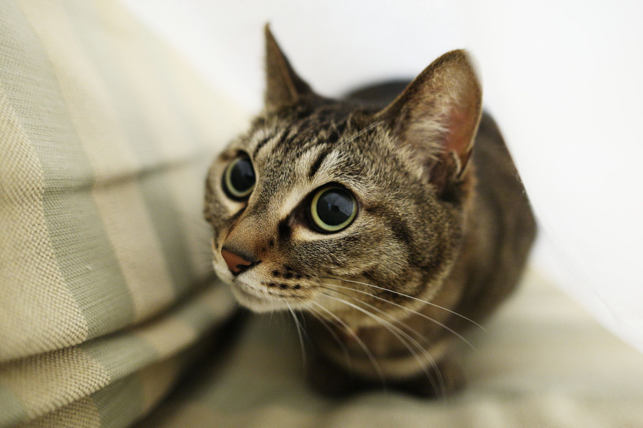 Sigma 28mm f/1.8 DG Macro EX sample photo. Cute eyes photography
