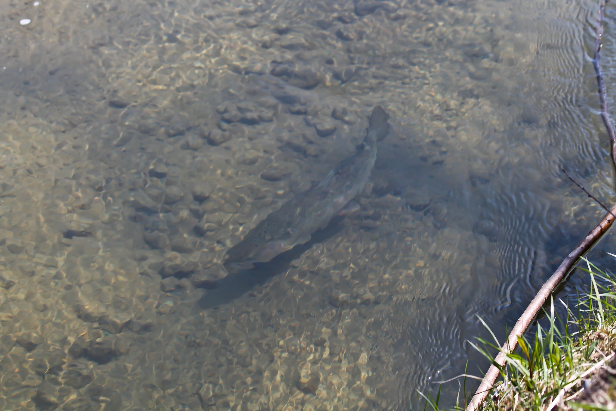Canon EF 70-300mm F4-5.6 IS USM sample photo. Trout (i think) photography