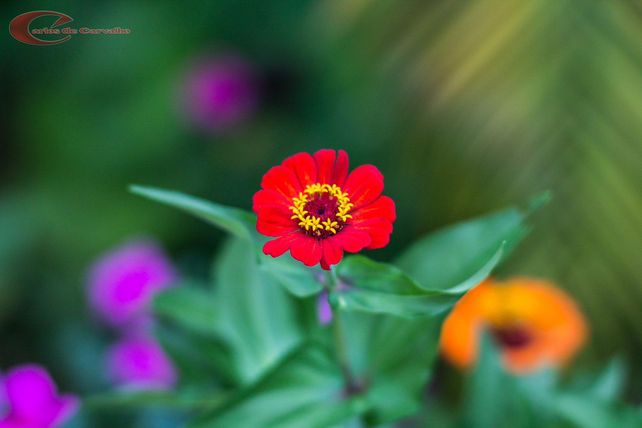 Canon EF 35-80mm f/4-5.6 sample photo. Flower5 photography
