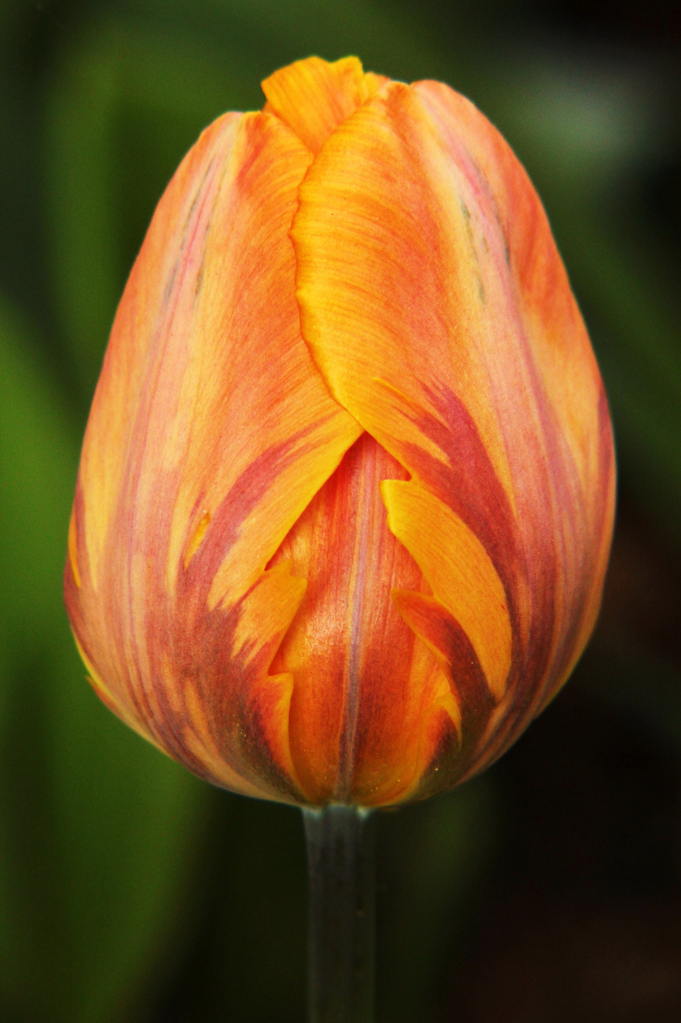 Canon EF-S 55-250mm F4-5.6 IS II sample photo. In flame photography
