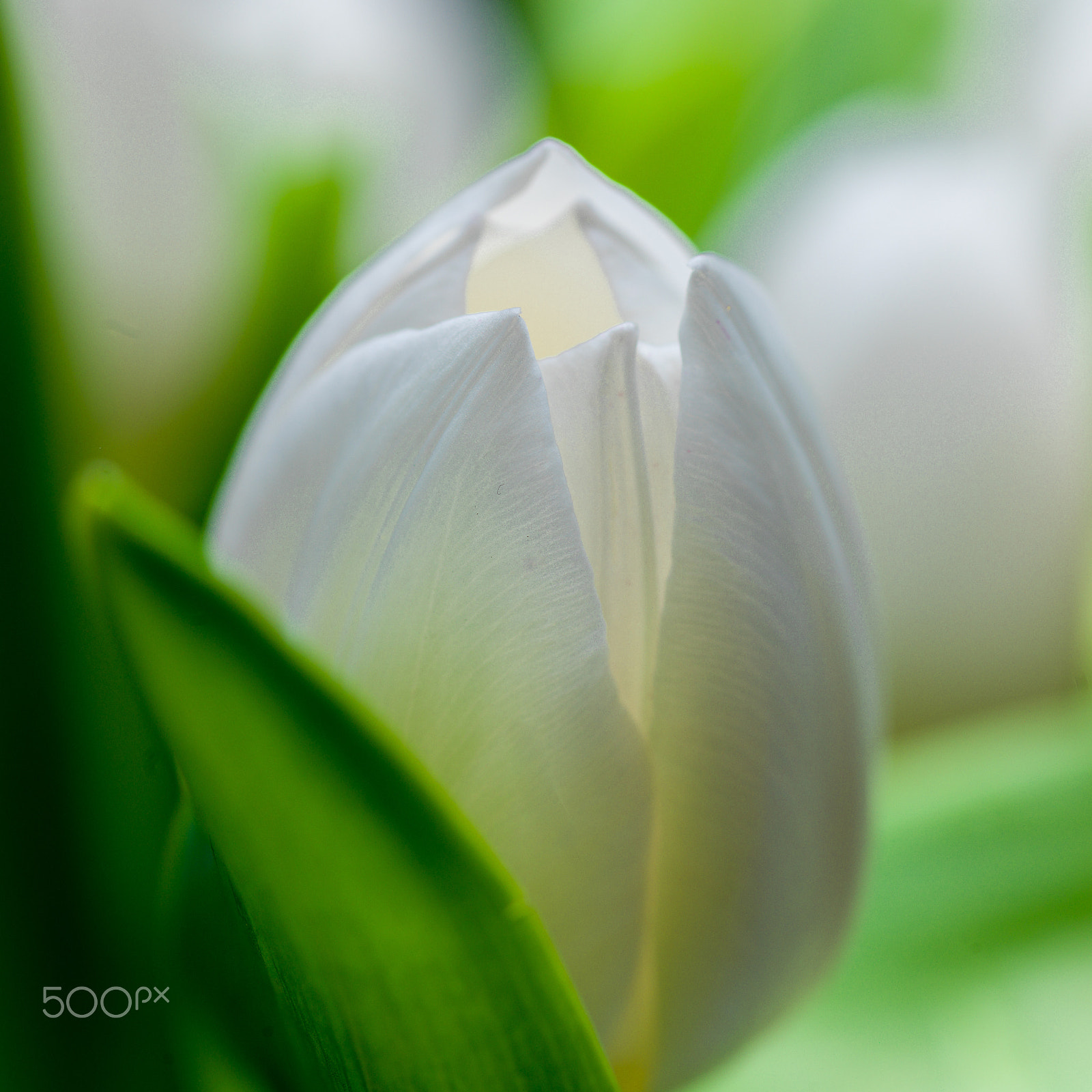 HC 120 sample photo. White tulip photography