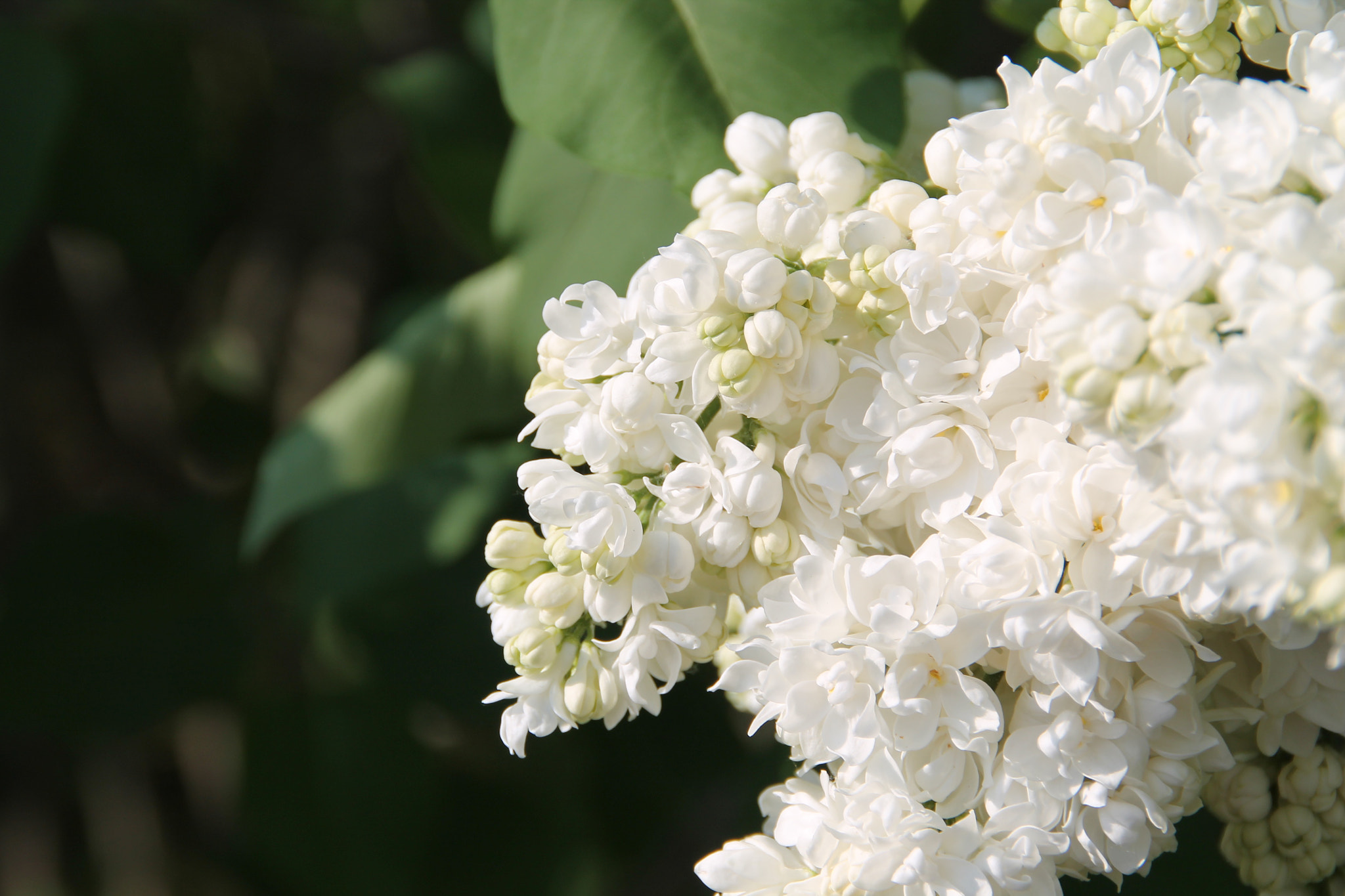 Canon EOS 1100D (EOS Rebel T3 / EOS Kiss X50) sample photo. Lilacs 1 photography