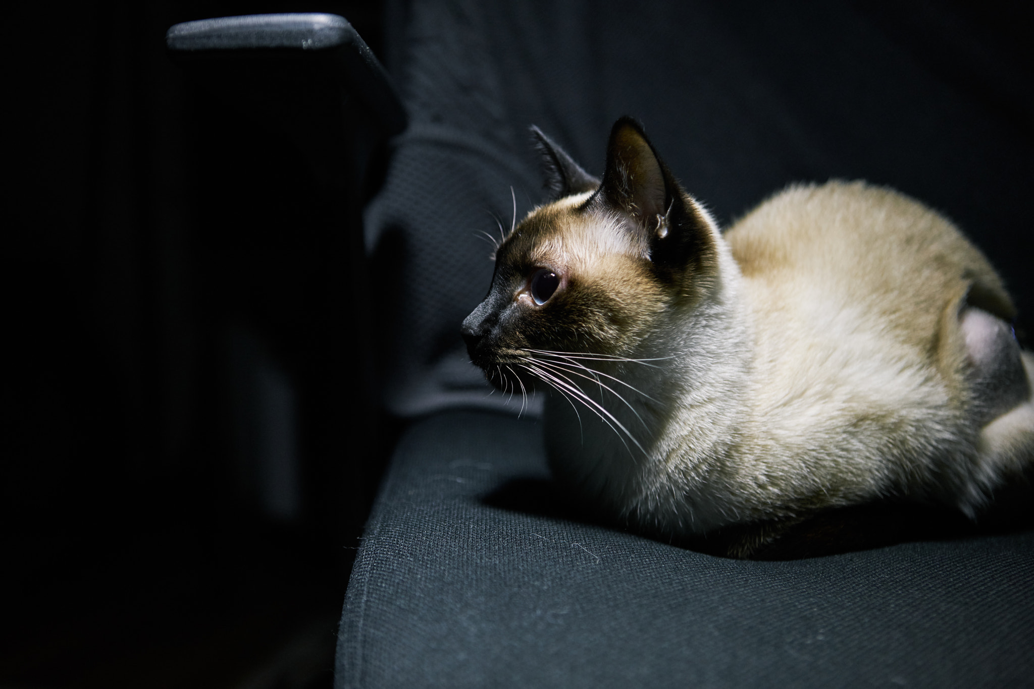 Sony DT 50mm F1.8 SAM sample photo. My cat :) photography