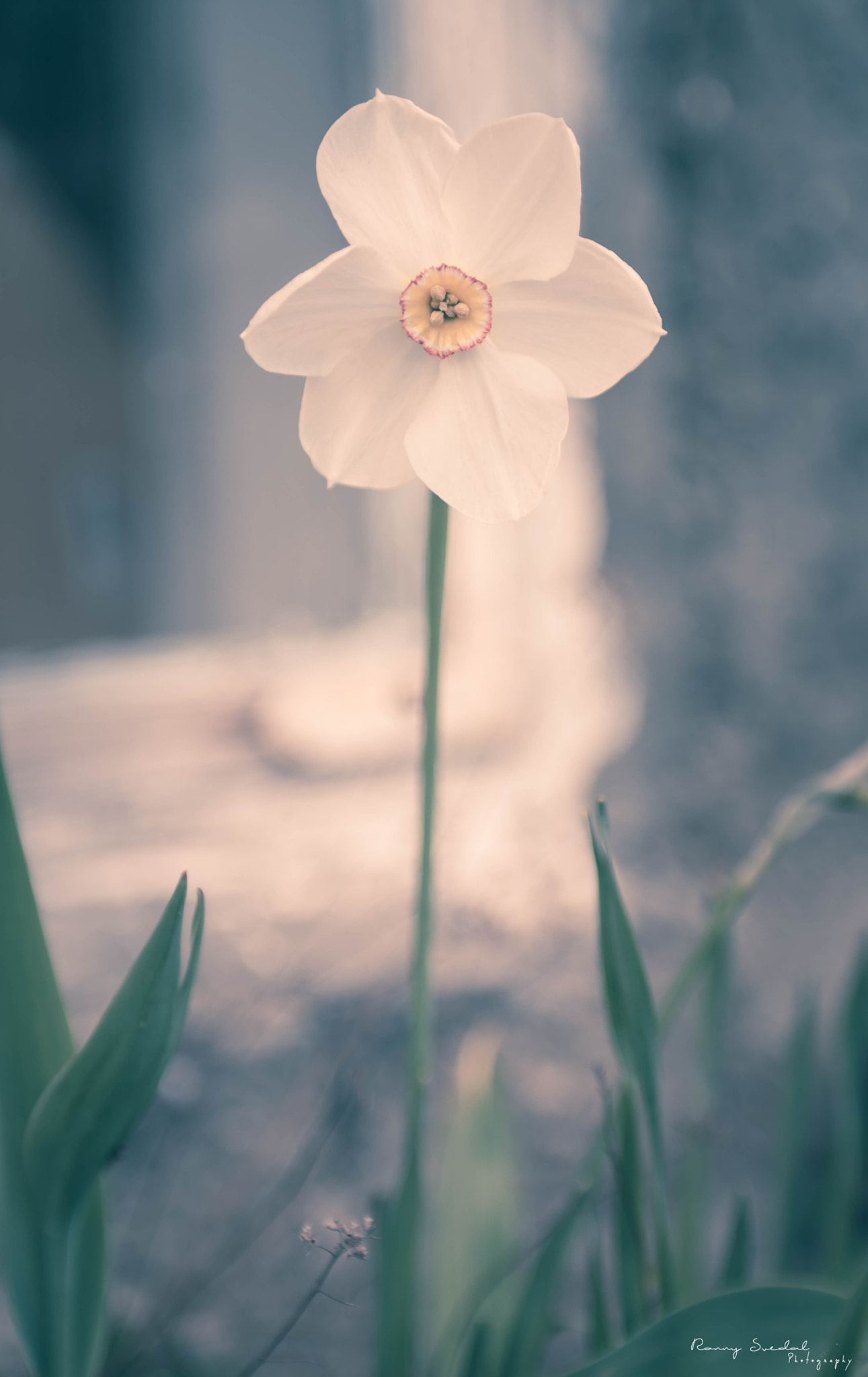 Sigma 24-70mm F2.8 EX DG Macro sample photo. Stand alone photography