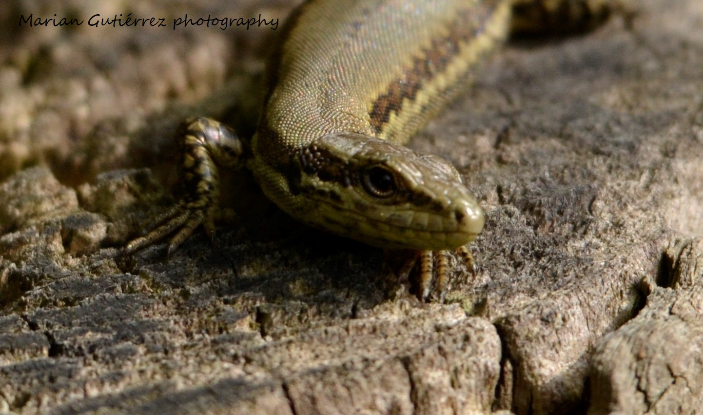 Sigma 120-400mm F4.5-5.6 DG OS HSM sample photo. () photography