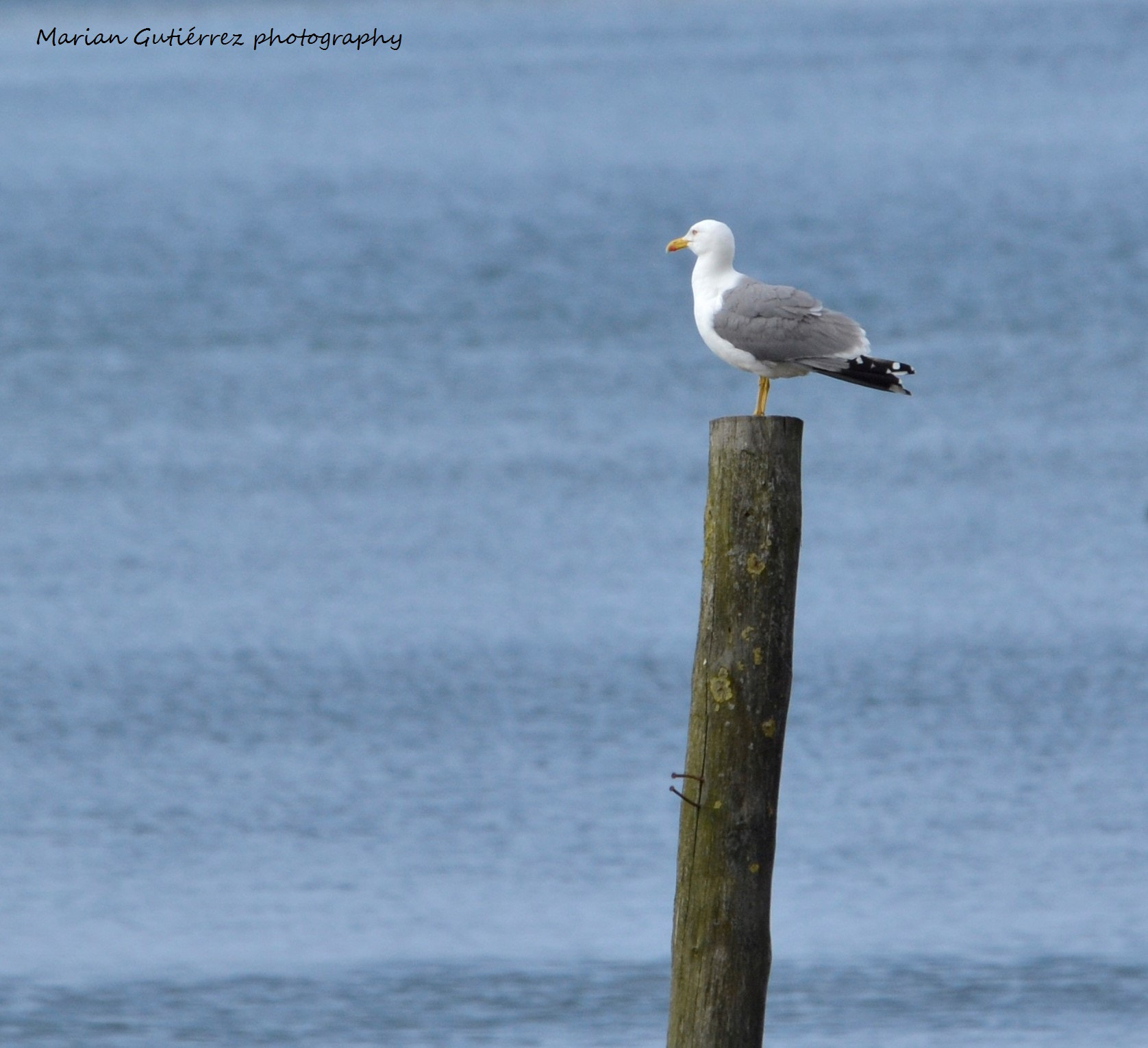 Sigma 120-400mm F4.5-5.6 DG OS HSM sample photo. () photography