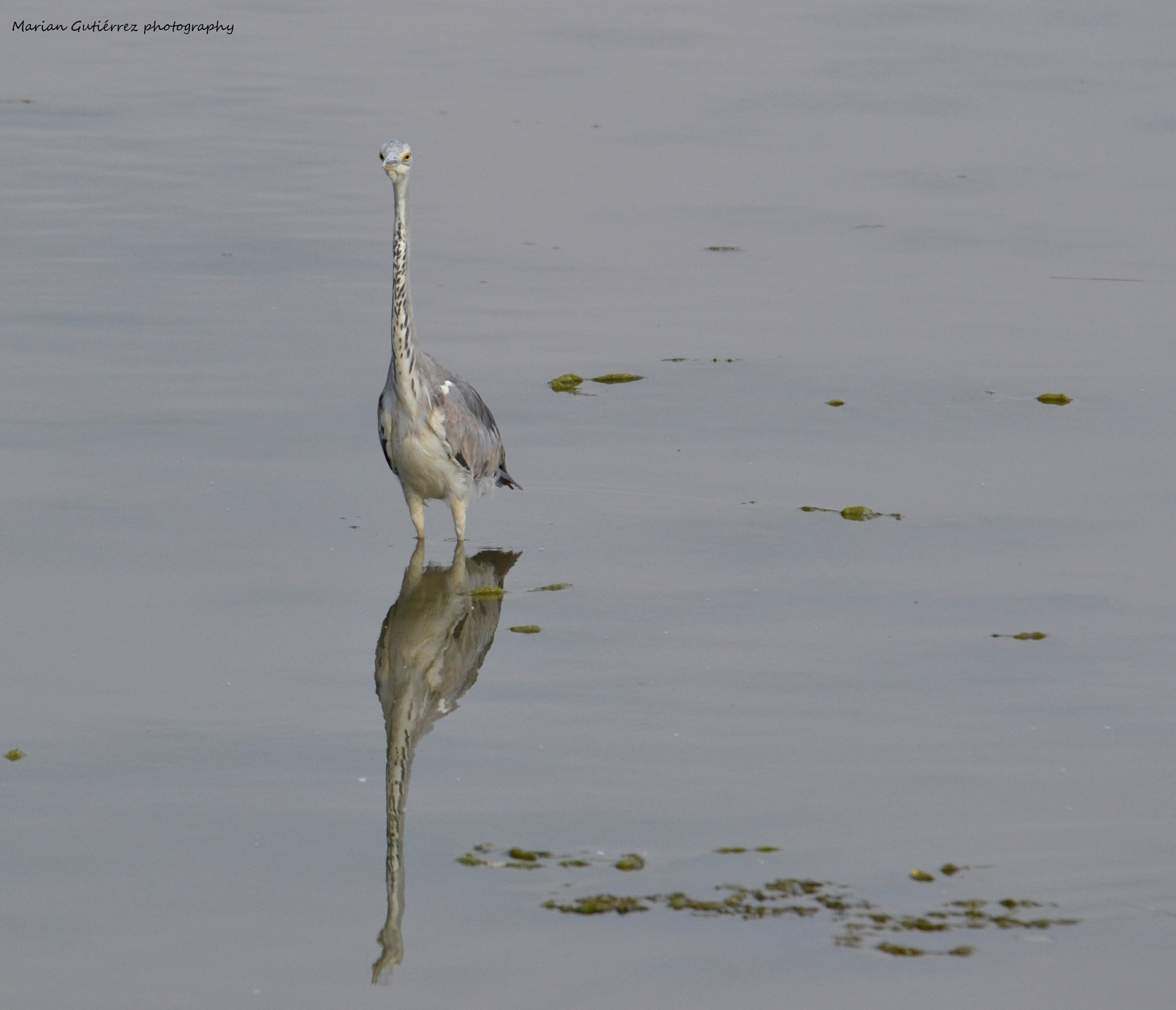 Sigma 120-400mm F4.5-5.6 DG OS HSM sample photo. () photography