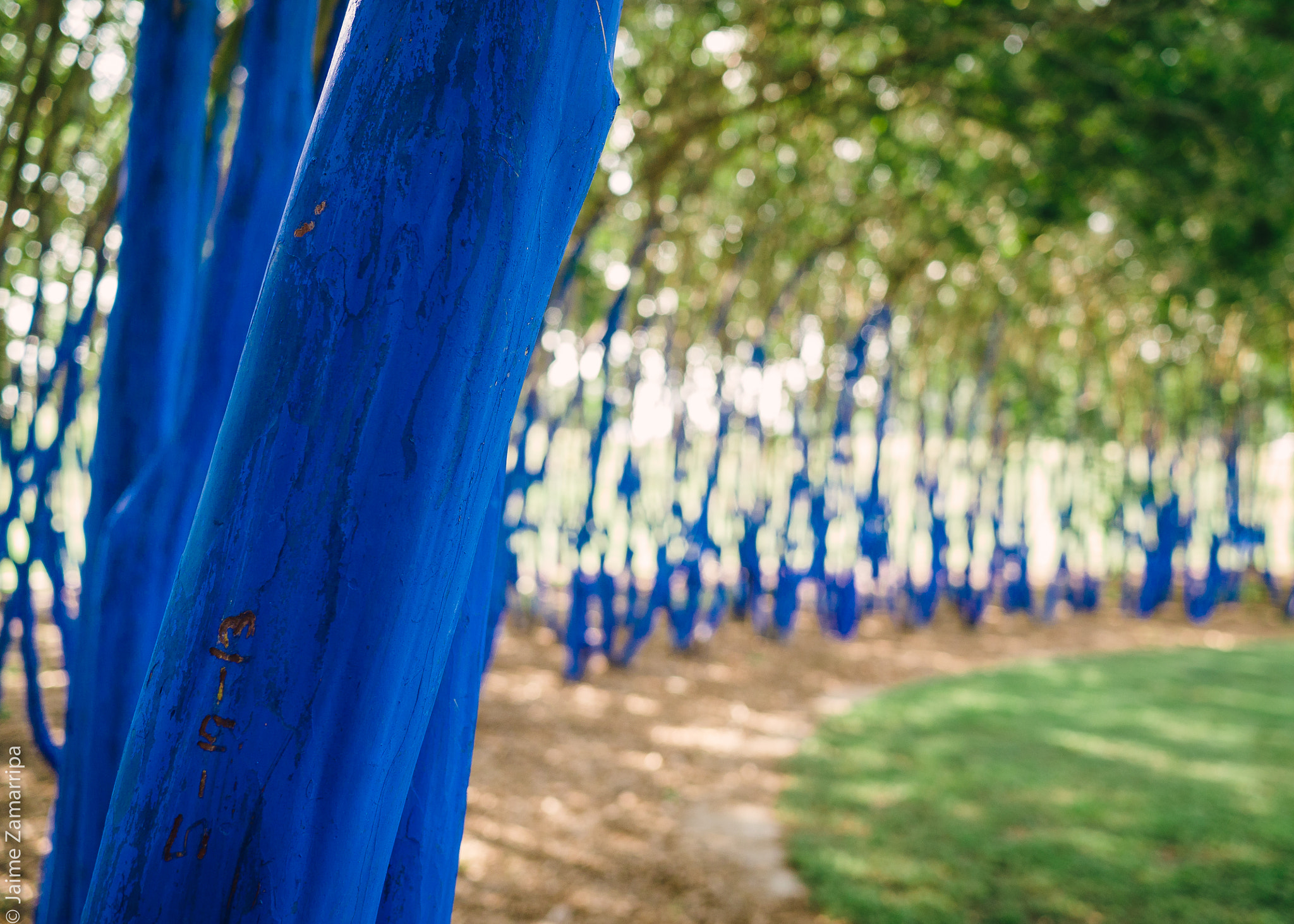 Panasonic Lumix DMC-G3 + Panasonic Lumix G 20mm F1.7 ASPH sample photo. Trees are feeling blue photography