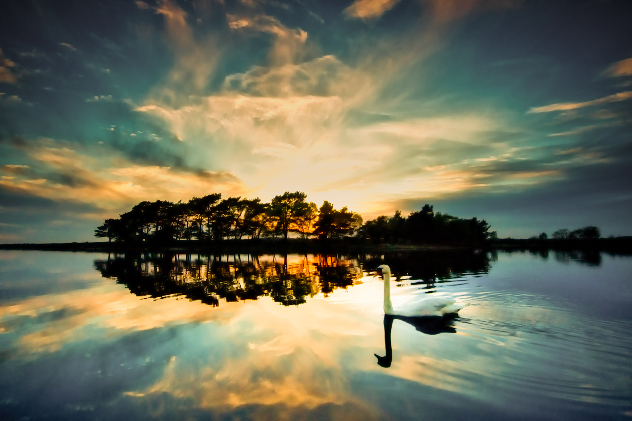 Sony SLT-A77 sample photo. A swan enjoying the sunset at hatchet pond in the new forest, uk.  photography