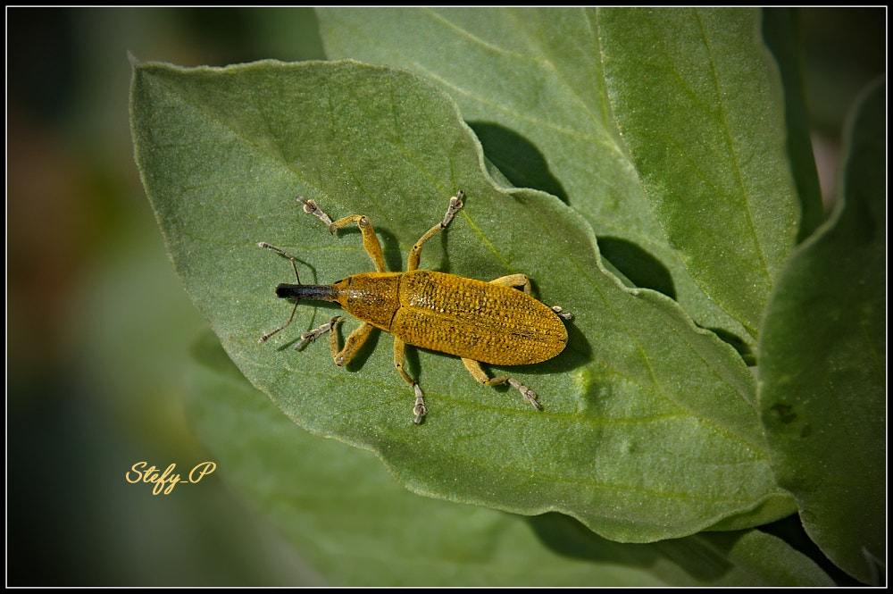 Pentax K100D Super + Tamron AF 18-200mm F3.5-6.3 XR Di II LD Aspherical (IF) Macro sample photo. Lixus  pulverulentus photography