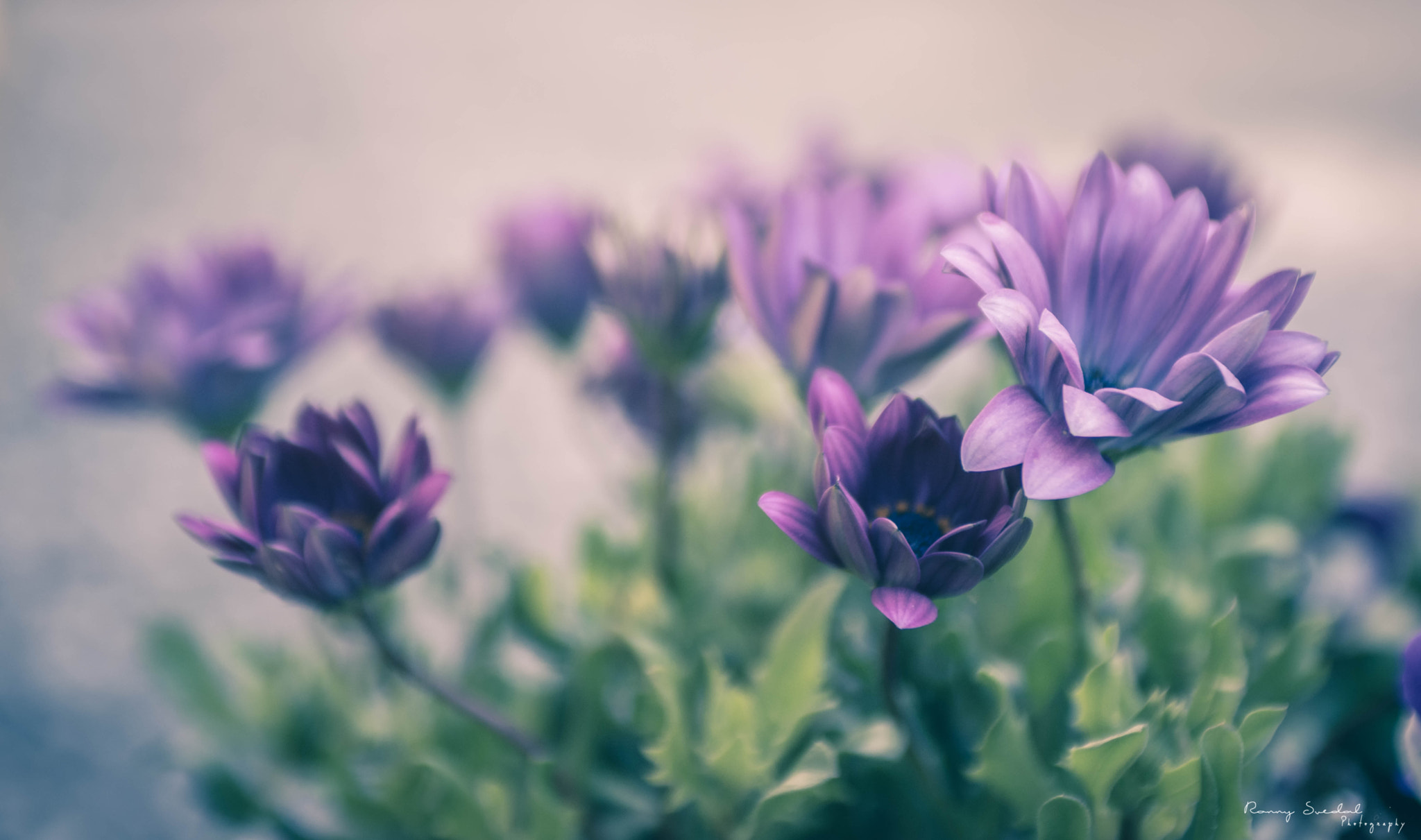 Nikon D7200 + Sigma 24-70mm F2.8 EX DG Macro sample photo. Wild blossom photography