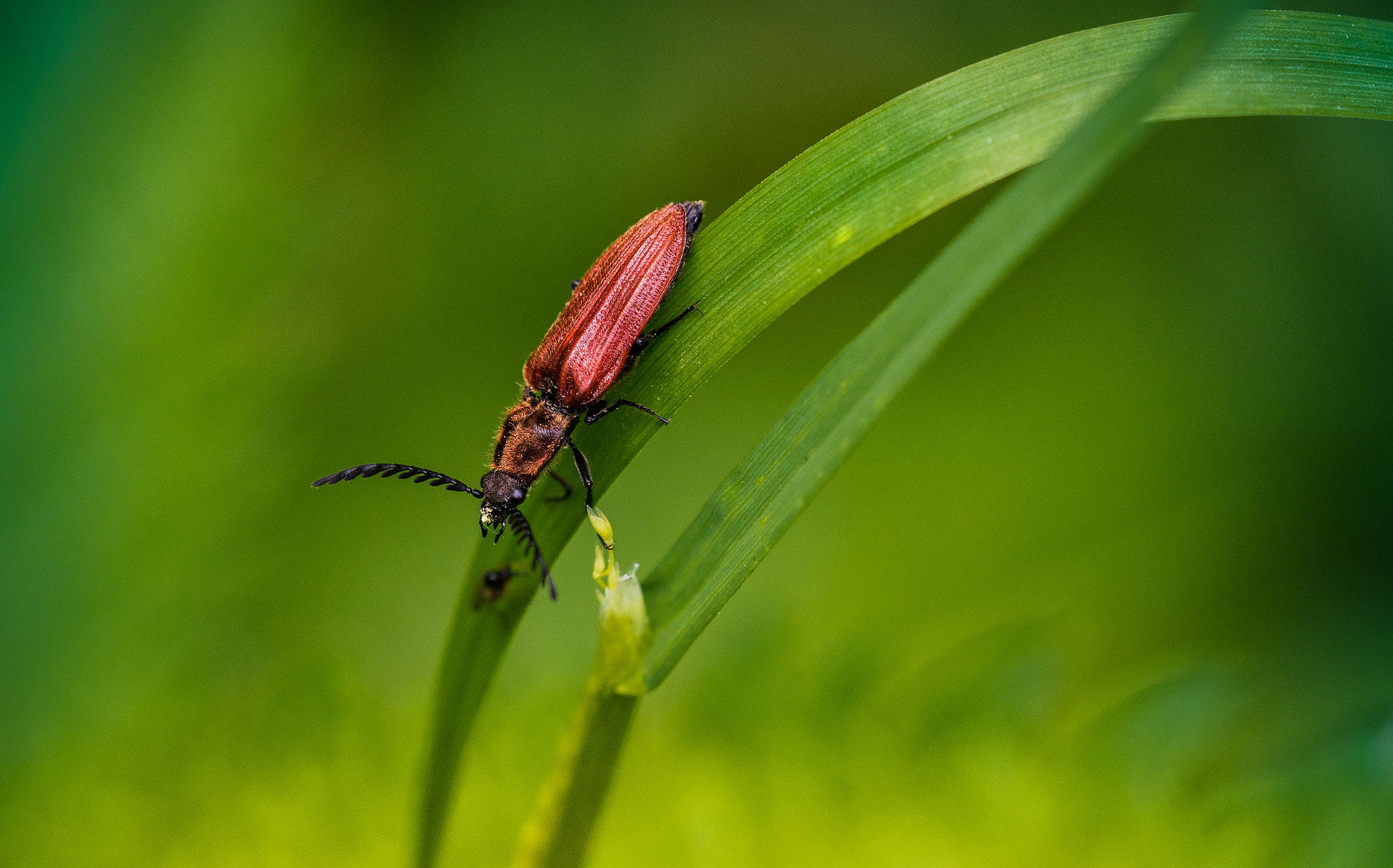 Sigma 150mm F2.8 EX DG OS Macro HSM sample photo. Red bug photography