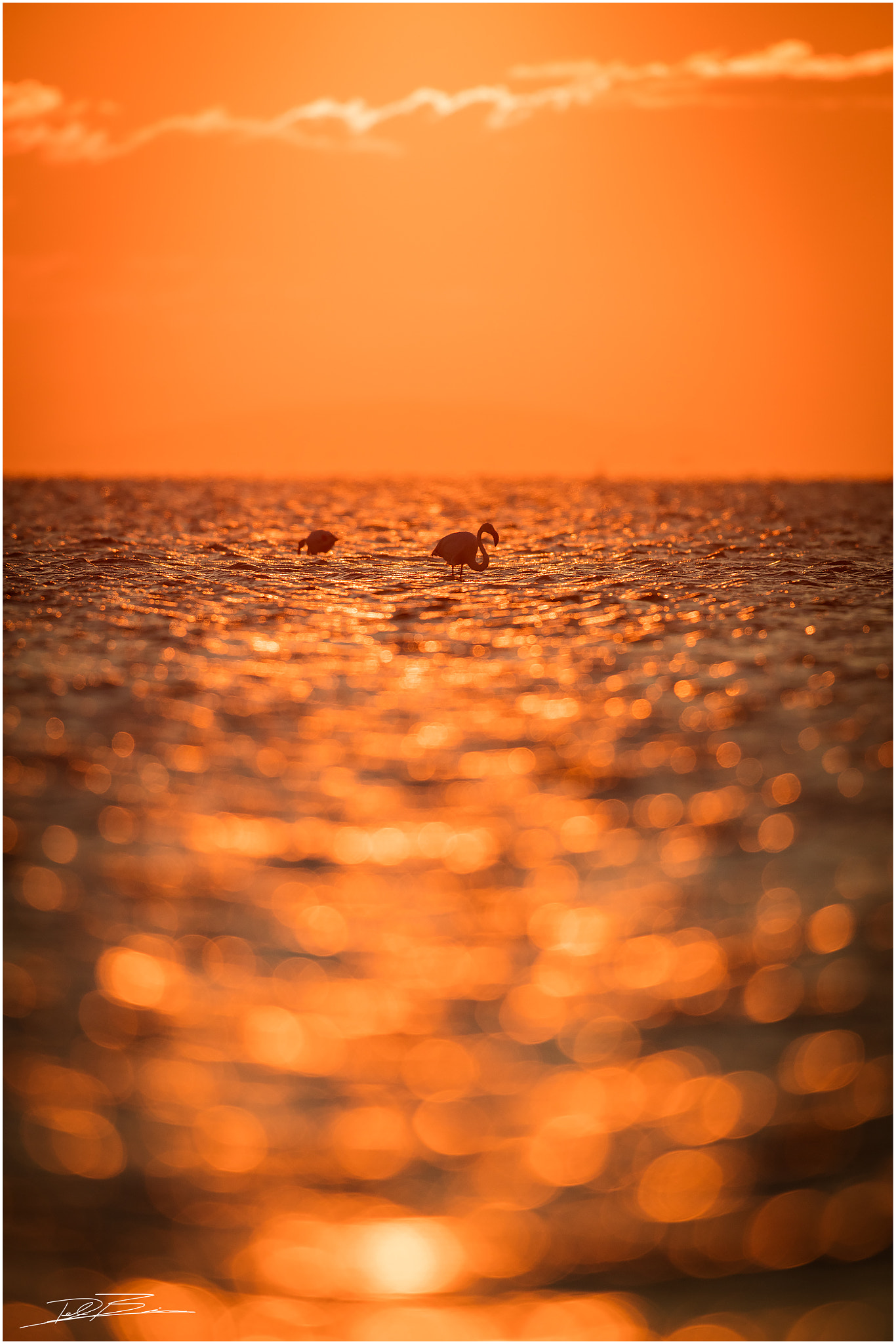 Canon EOS 5DS R + Canon EF 600mm F4L IS II USM sample photo. Sunrise in the camargue photography