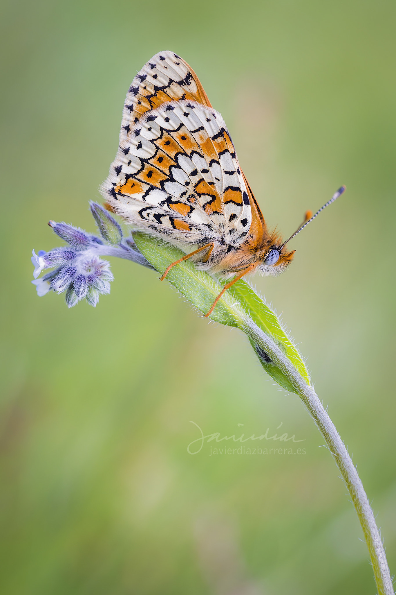 Sony a99 II + Minolta AF 100mm F2.8 Macro [New] sample photo. Melitaea cinxia photography