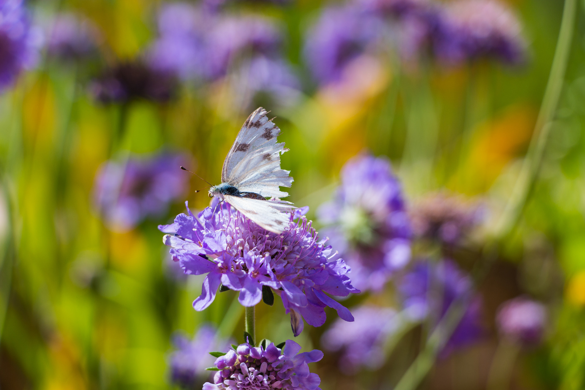 Canon EF-S 18-135mm F3.5-5.6 IS STM sample photo. Lovely butterfly!  photography