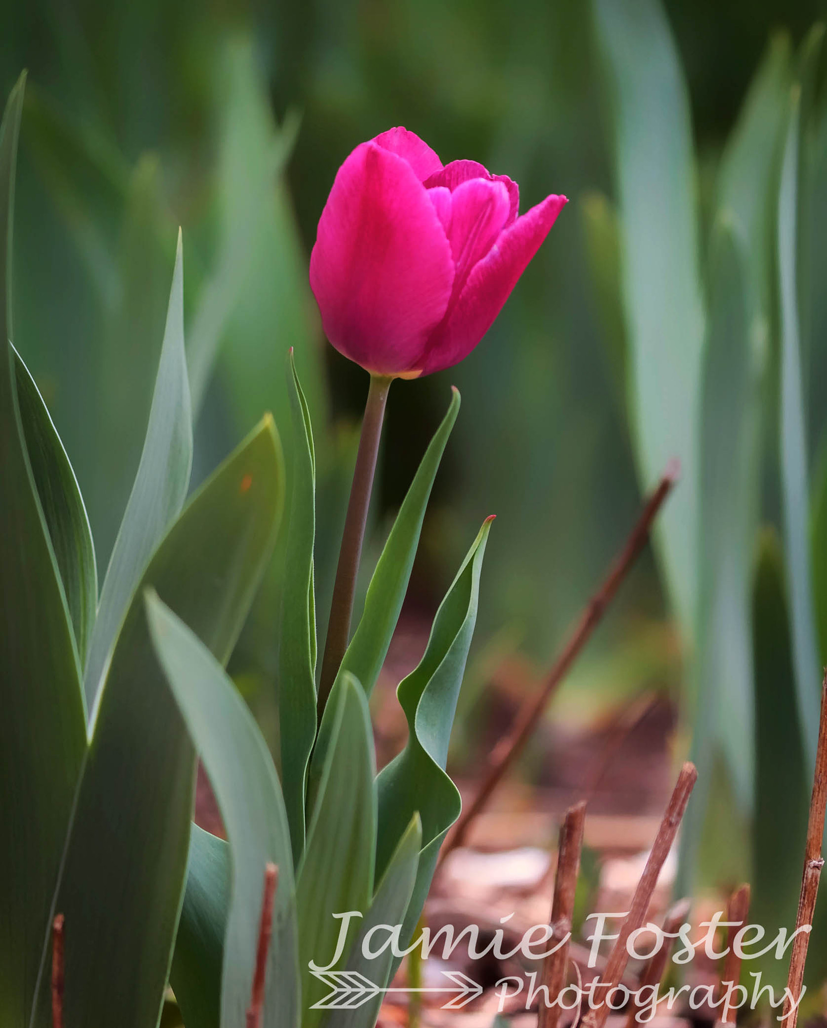 Canon EF 100-400mm F4.5-5.6L IS II USM sample photo. Untitled (of ) edited photography