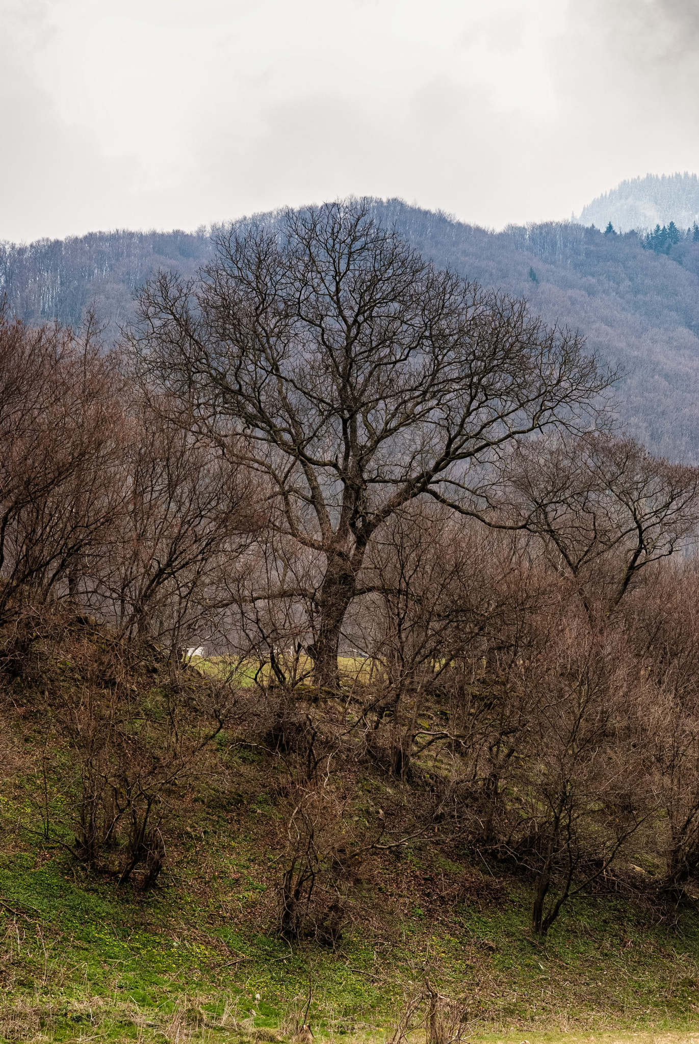 Nikon D80 + Sigma 18-50mm F2.8 EX DC Macro sample photo. Retezat hdr () photography