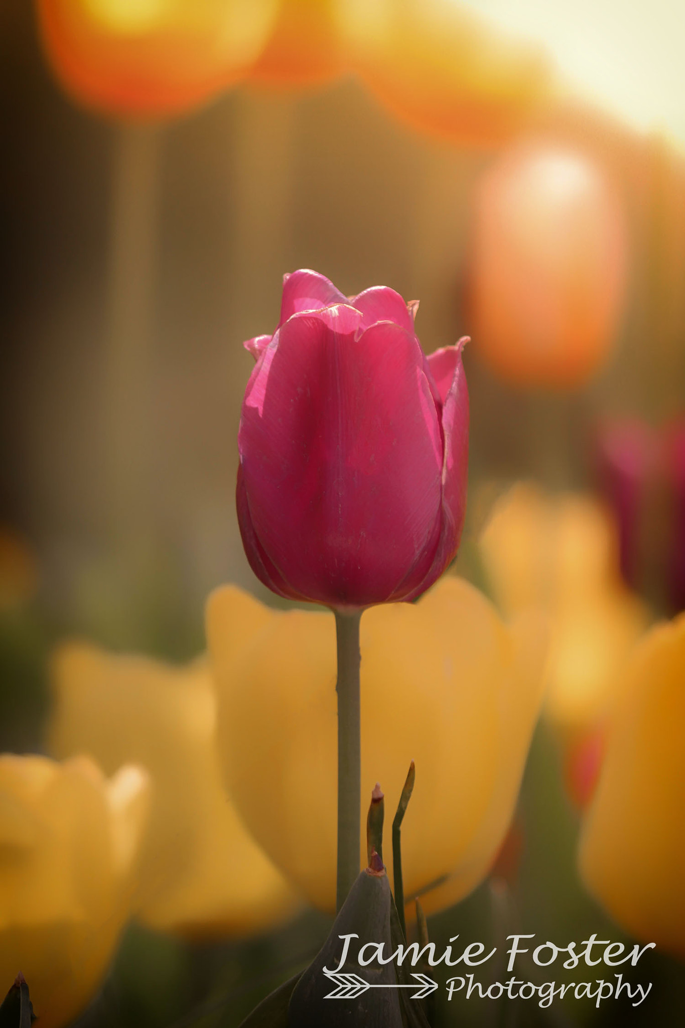 Canon EOS 7D sample photo. Springtime bloom photography