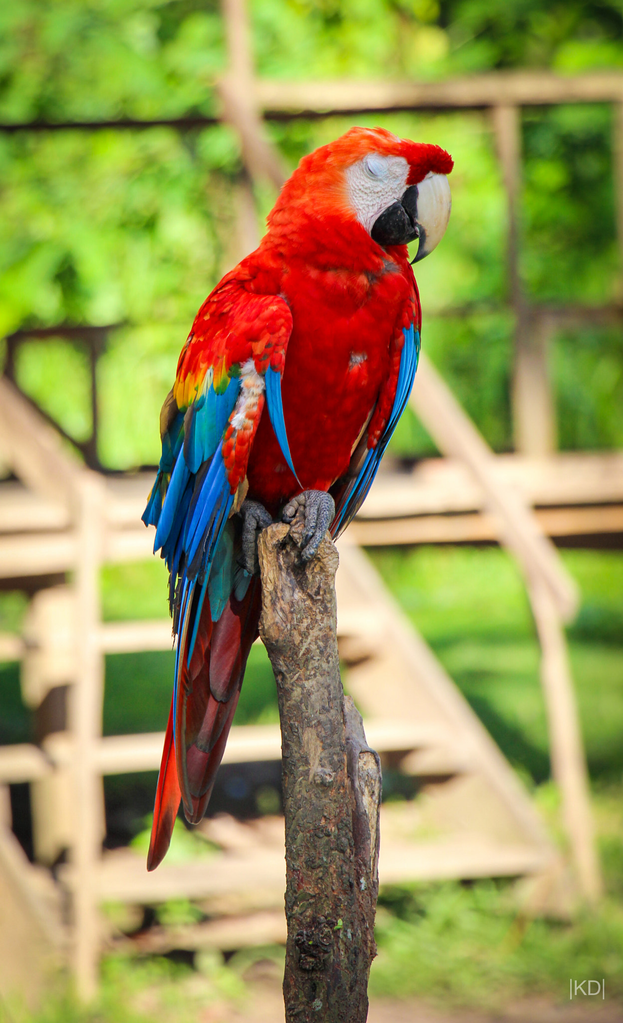 Canon EOS 600D (Rebel EOS T3i / EOS Kiss X5) + Canon EF-S 18-135mm F3.5-5.6 IS STM sample photo. The sleeping parrot photography