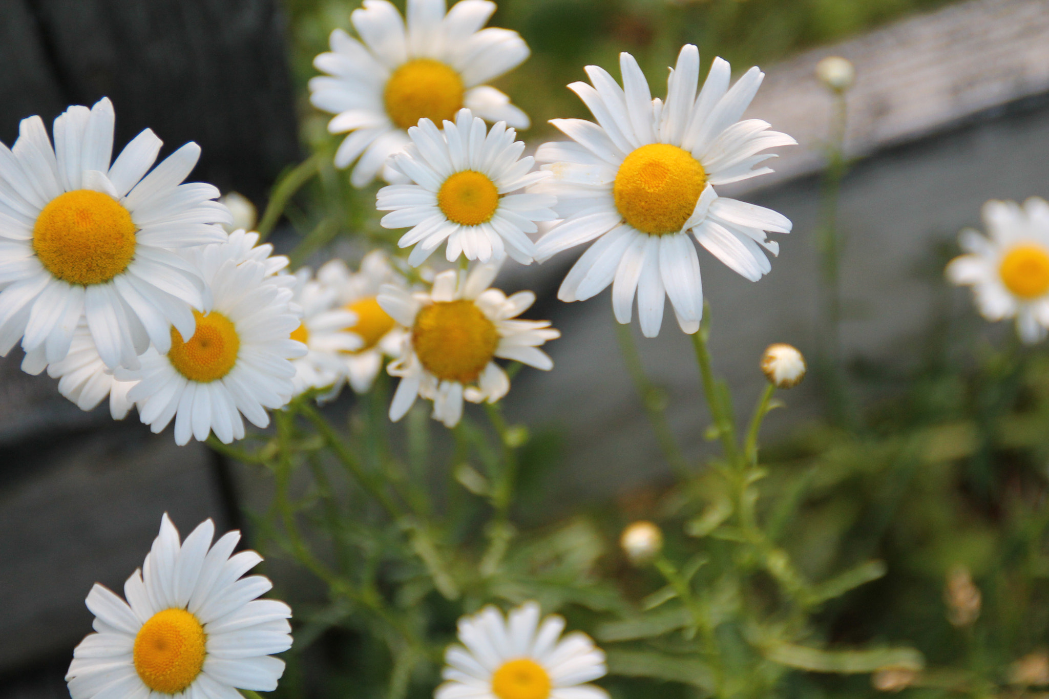 Canon EOS 1100D (EOS Rebel T3 / EOS Kiss X50) sample photo. Oh little flower photography