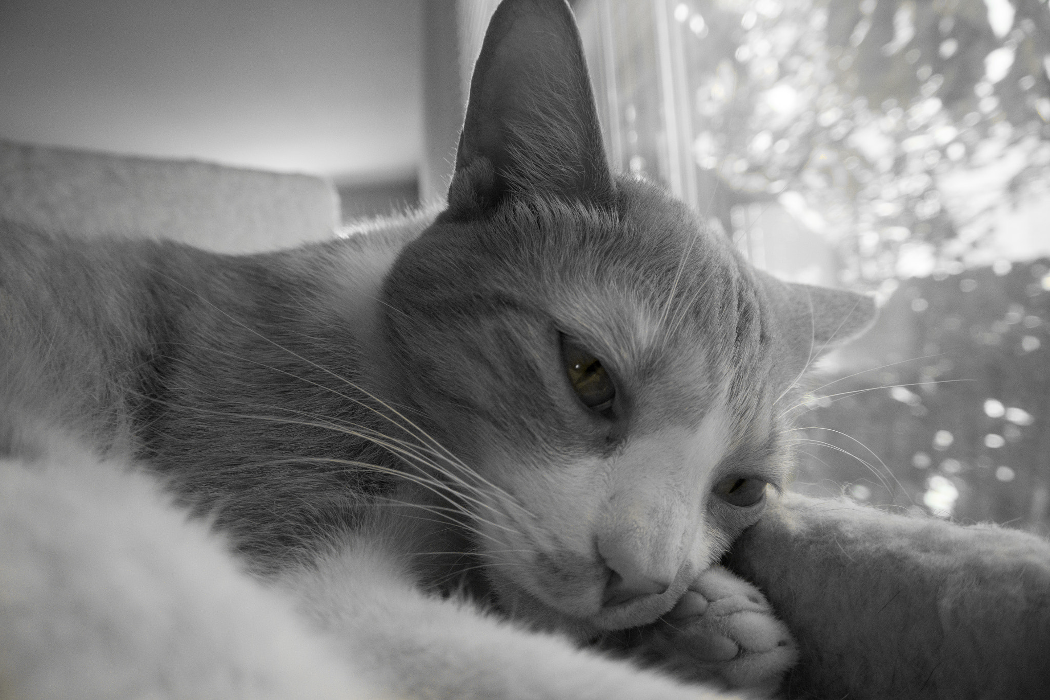 Nikon 1 V2 sample photo. Calvin photography