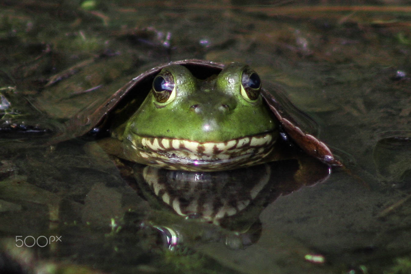 Canon EOS 40D + EF75-300mm f/4-5.6 sample photo. Frog under leaf photography