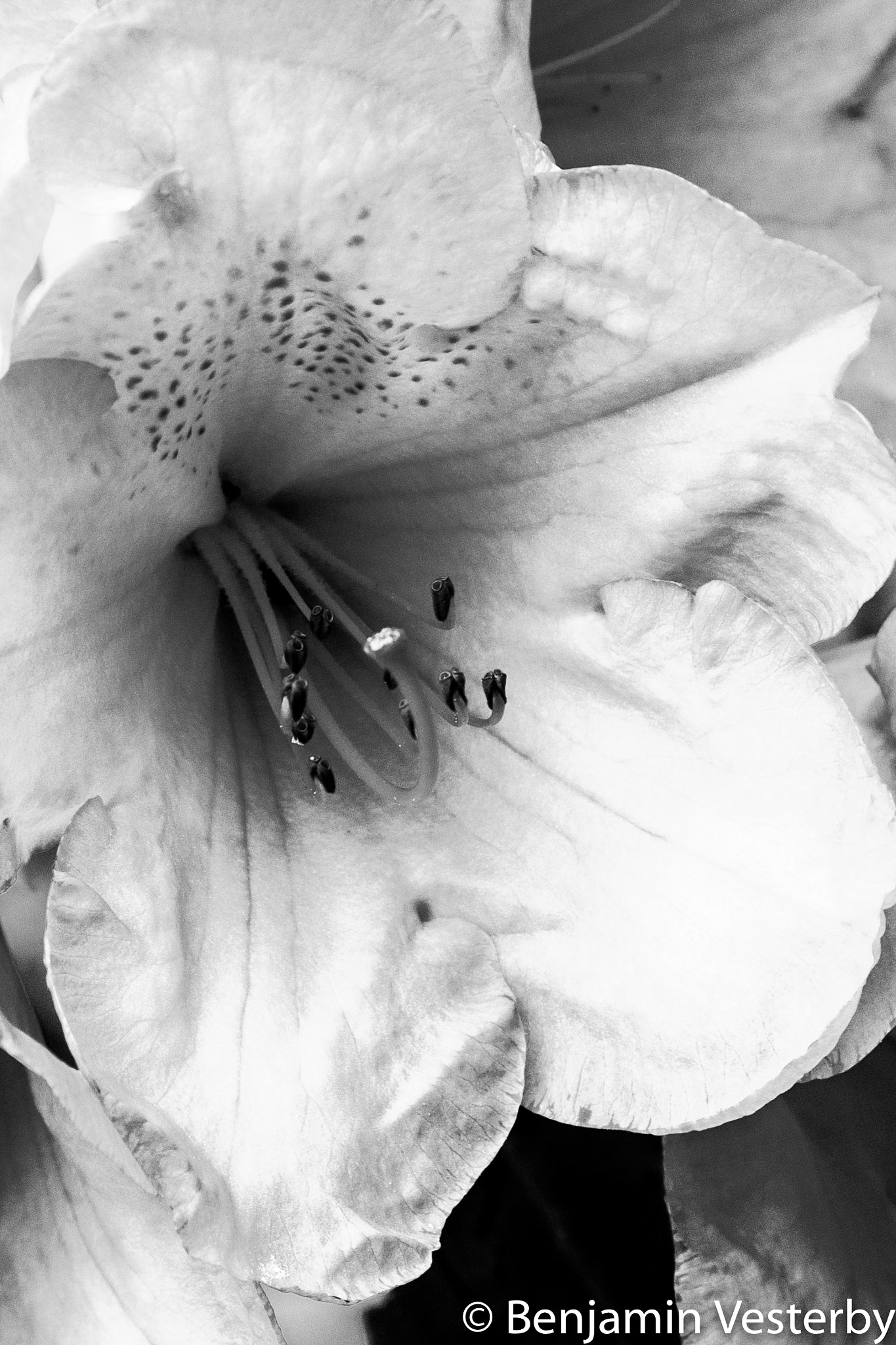 Canon EF 28-105mm f/3.5-4.5 USM sample photo. Petals photography