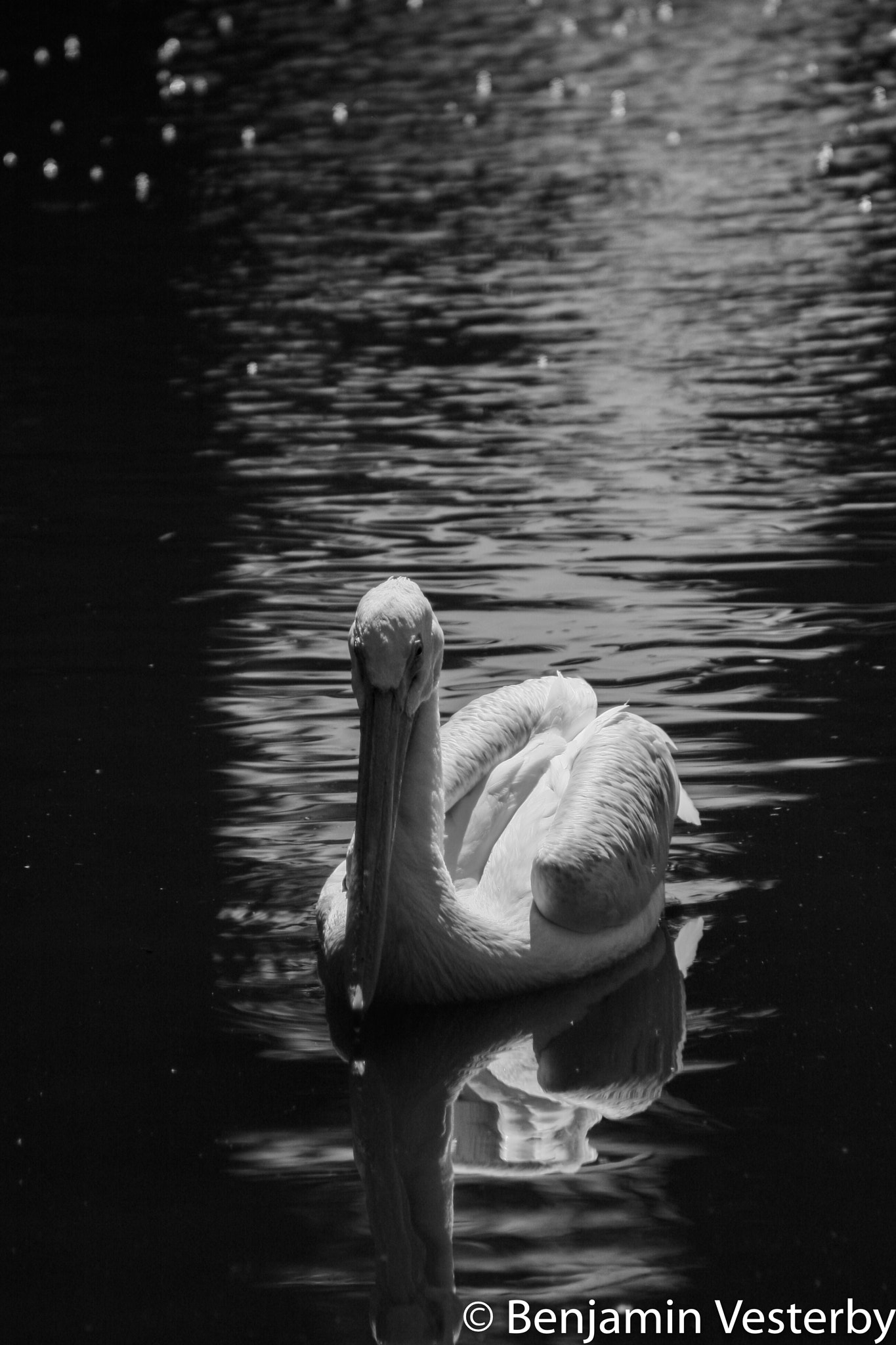 Canon EF 75-300mm f/4-5.6 USM sample photo. A stroll photography