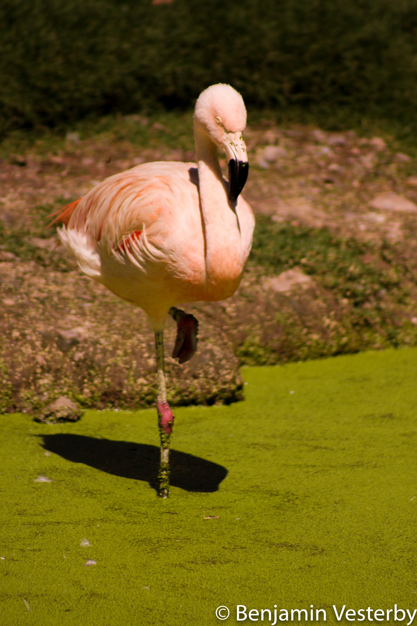 Canon EF 75-300mm f/4-5.6 USM sample photo. Flamingo photography