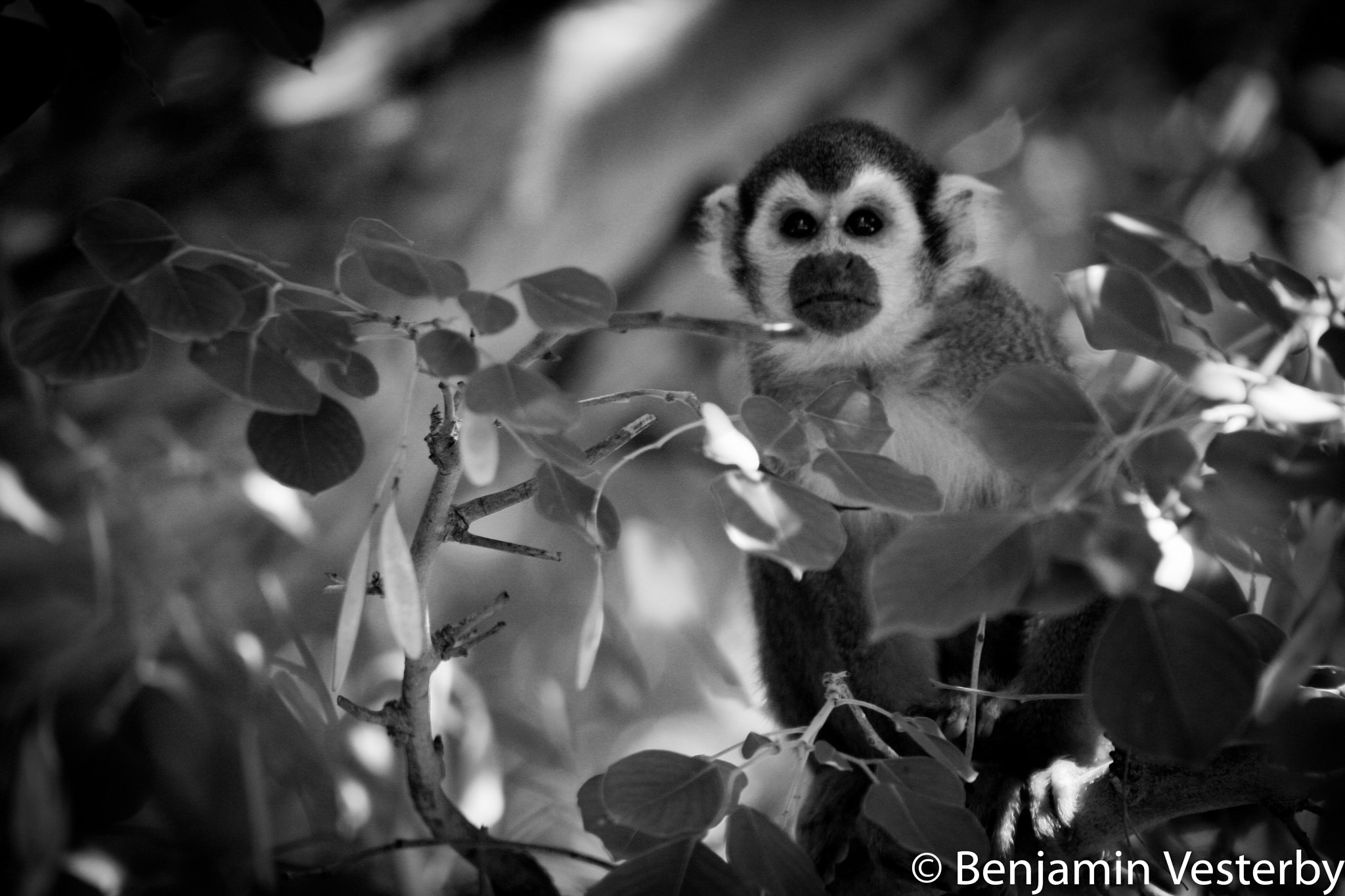 Canon EF 75-300mm f/4-5.6 USM sample photo. Hide and seek photography