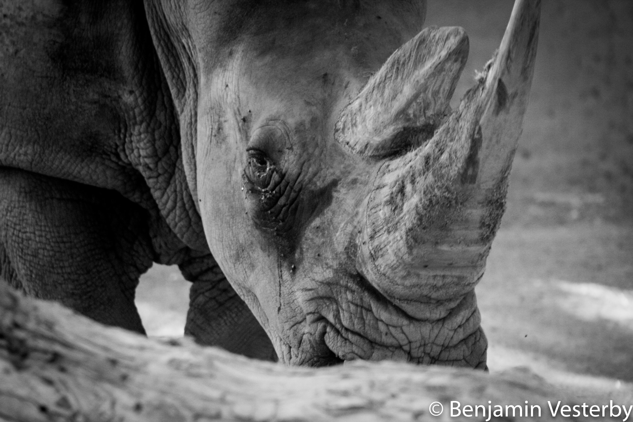 Canon EF 75-300mm f/4-5.6 USM sample photo. Rhino photography