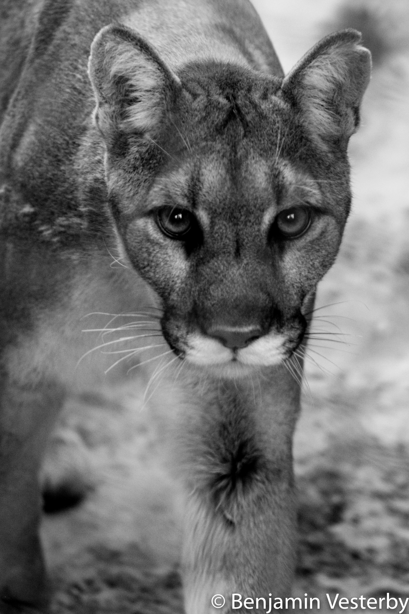 Canon EF 75-300mm f/4-5.6 USM sample photo. Seeing prey photography