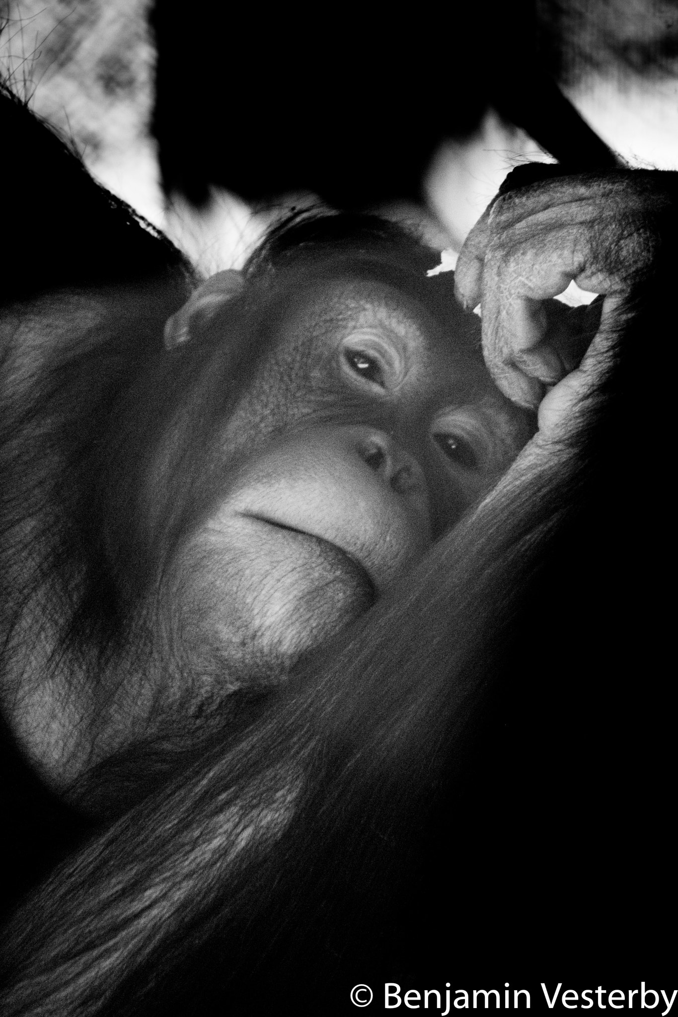 Canon EOS 40D + Canon EF 75-300mm f/4-5.6 USM sample photo. Orangutan photography