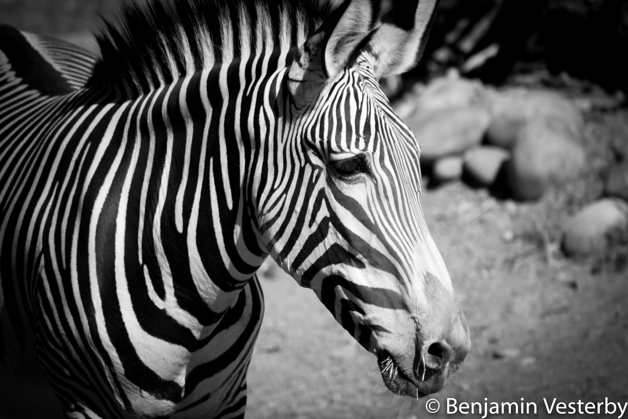 Canon EF 75-300mm f/4-5.6 USM sample photo. The stripes photography